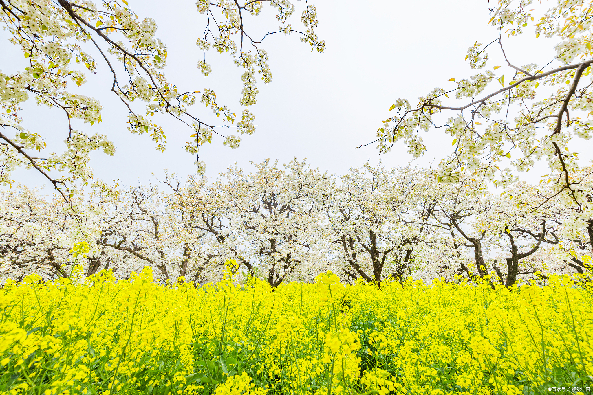 40句描写春天的绝美诗词哪一句是你心中春天的模样