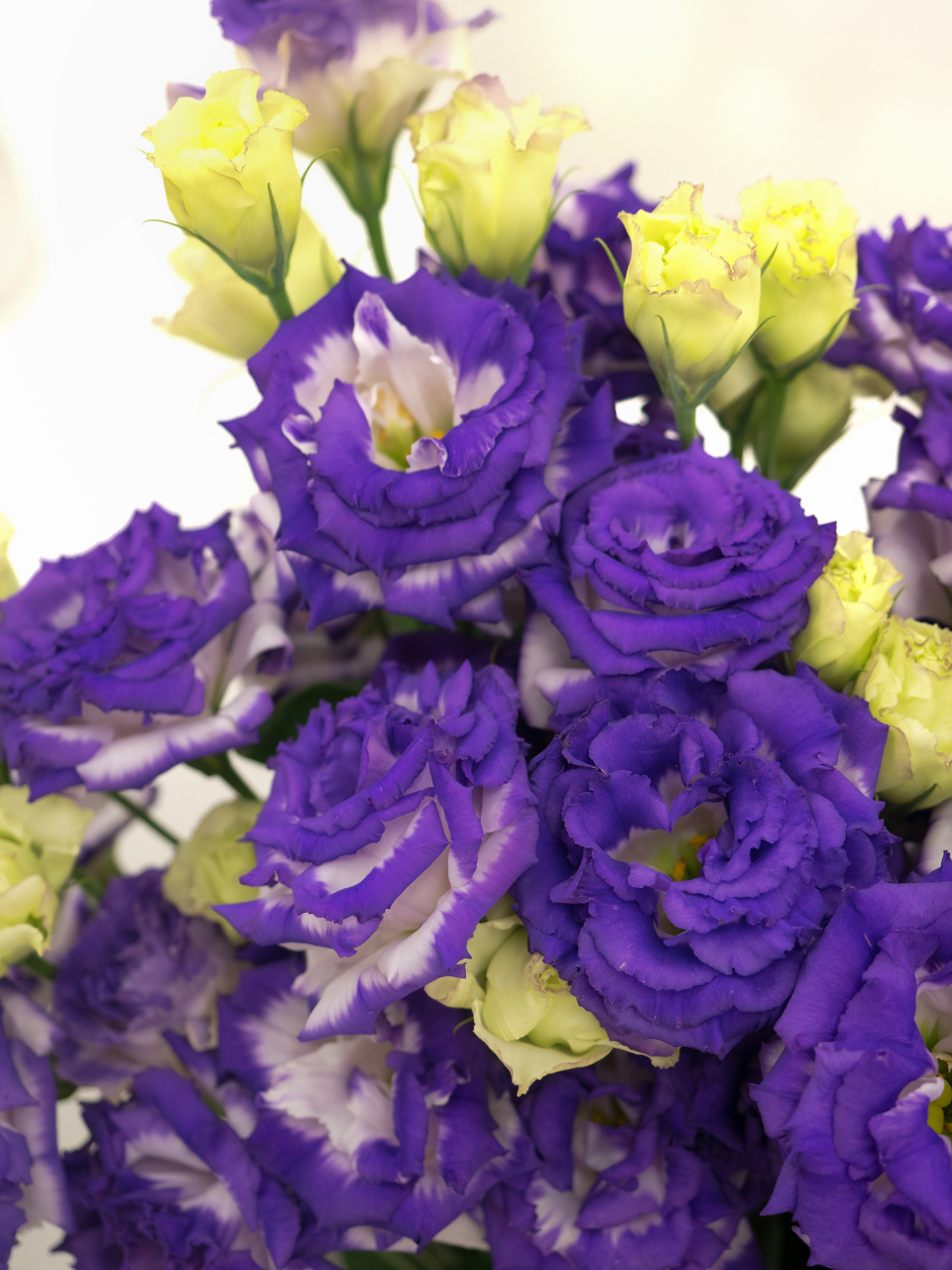 紫精灵康乃馨的花语和象征意义十分丰富.