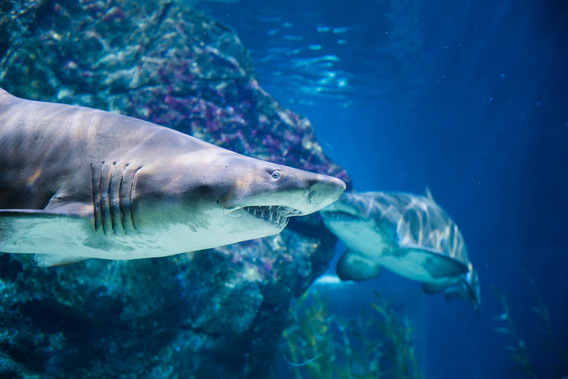摘要:鲨鱼种类繁多,每种都有独特生存方式和特点.