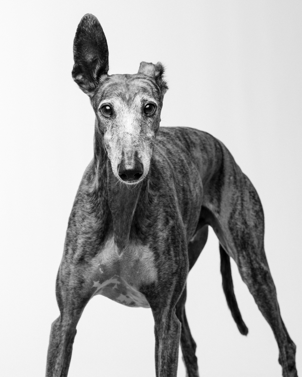 计划# #万人商单计划# #百家新收益# 灵缇犬是一种古老而稀有的犬种