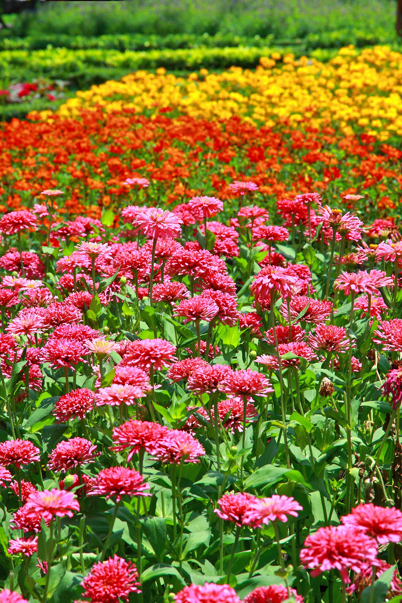 这些绚烂多彩的花朵,以其独特的芬芳,为炎热的夏季带来一丝清凉和宁静