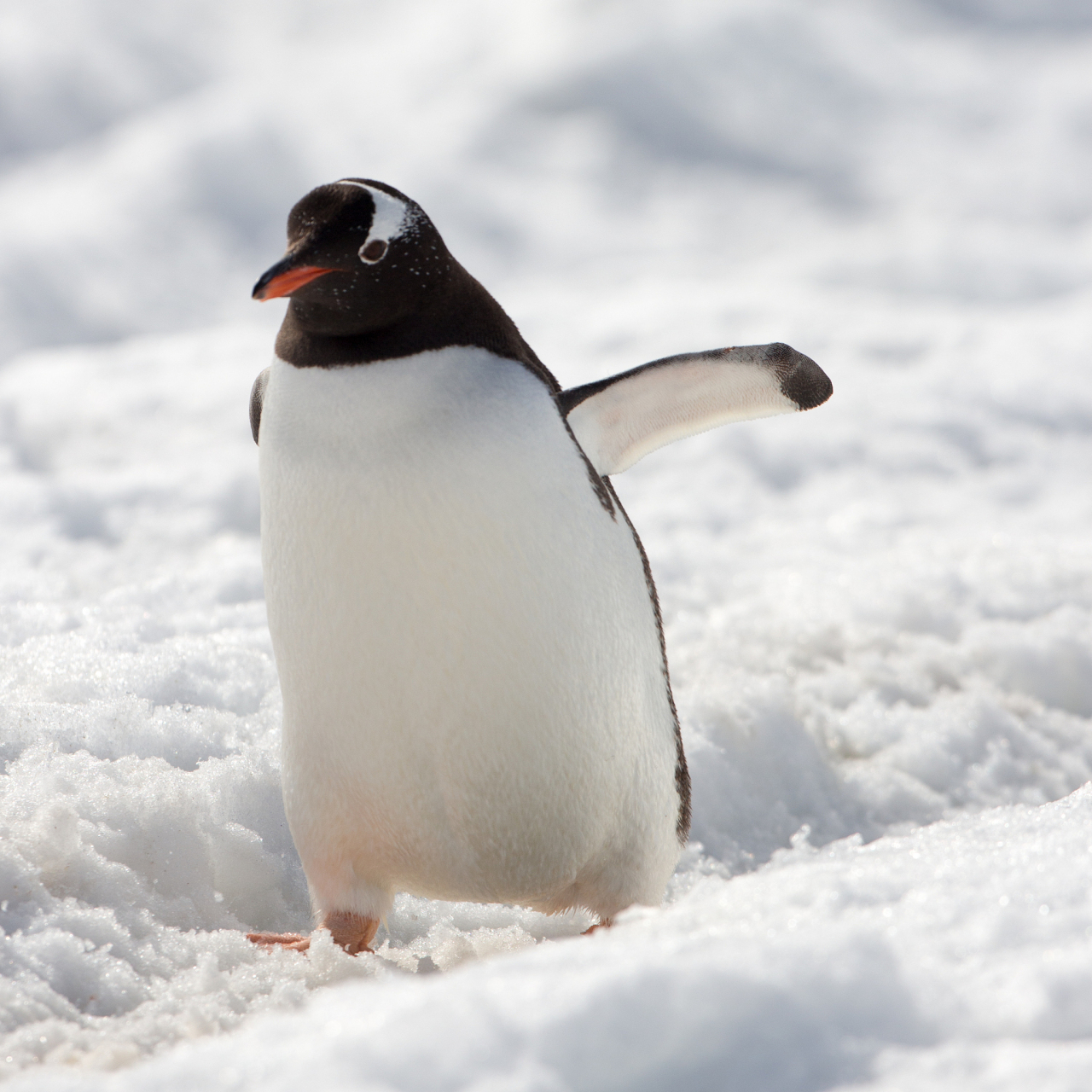 南极洲的皇帝企鹅是一种以呆萌可爱著称的生物.