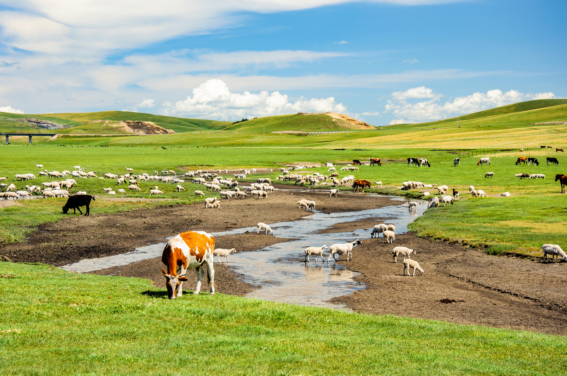 "这个夏天,想要清凉避暑逃离酷热,去一趟若尔盖草原吧!