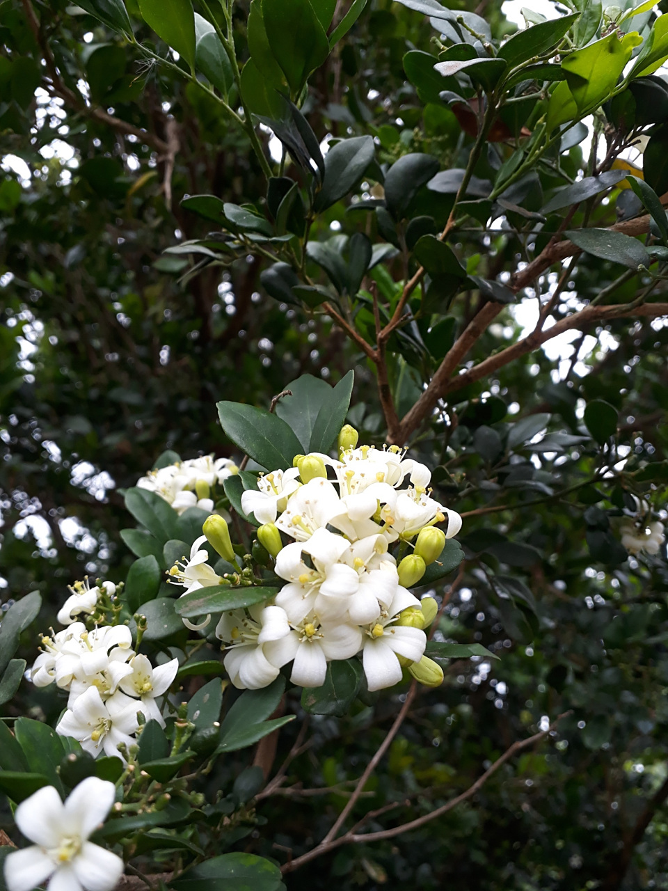 银桂是一种亚热带地区的植物,花朵颜色因环境,品种和生长条件的不同而