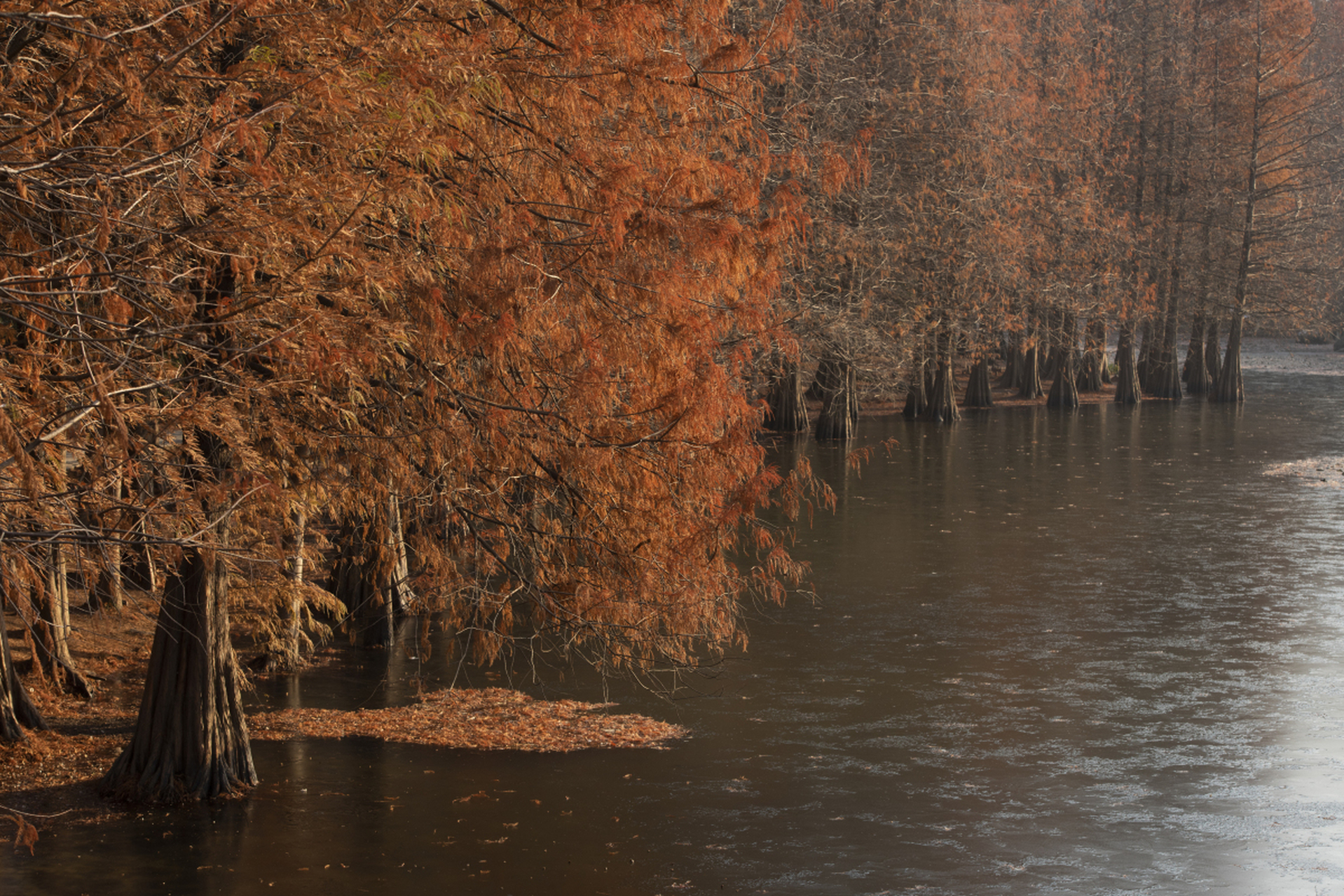我们需要采取有效措施保护水杉的生长环境和生态系统,继续探索和保护
