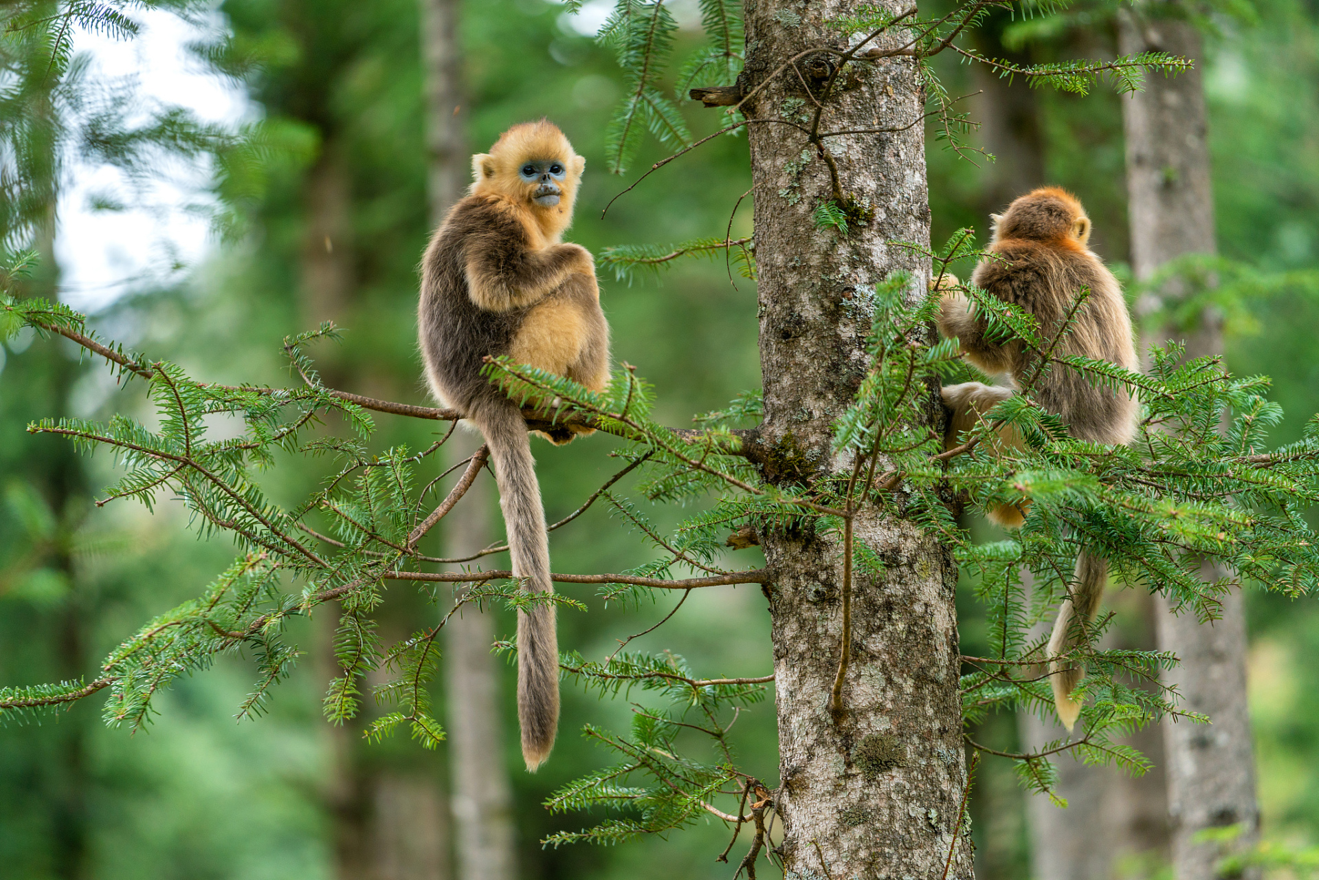 在秋日的峨眉山上,我也遇见了一些可爱的动物.