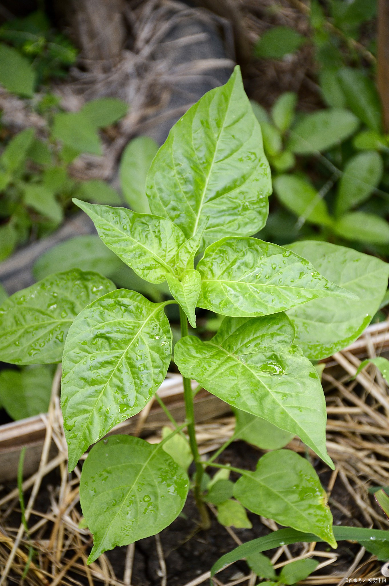 当我用中药治好甲减患者之后,我才知道甲减本身不是病,优甲乐更不