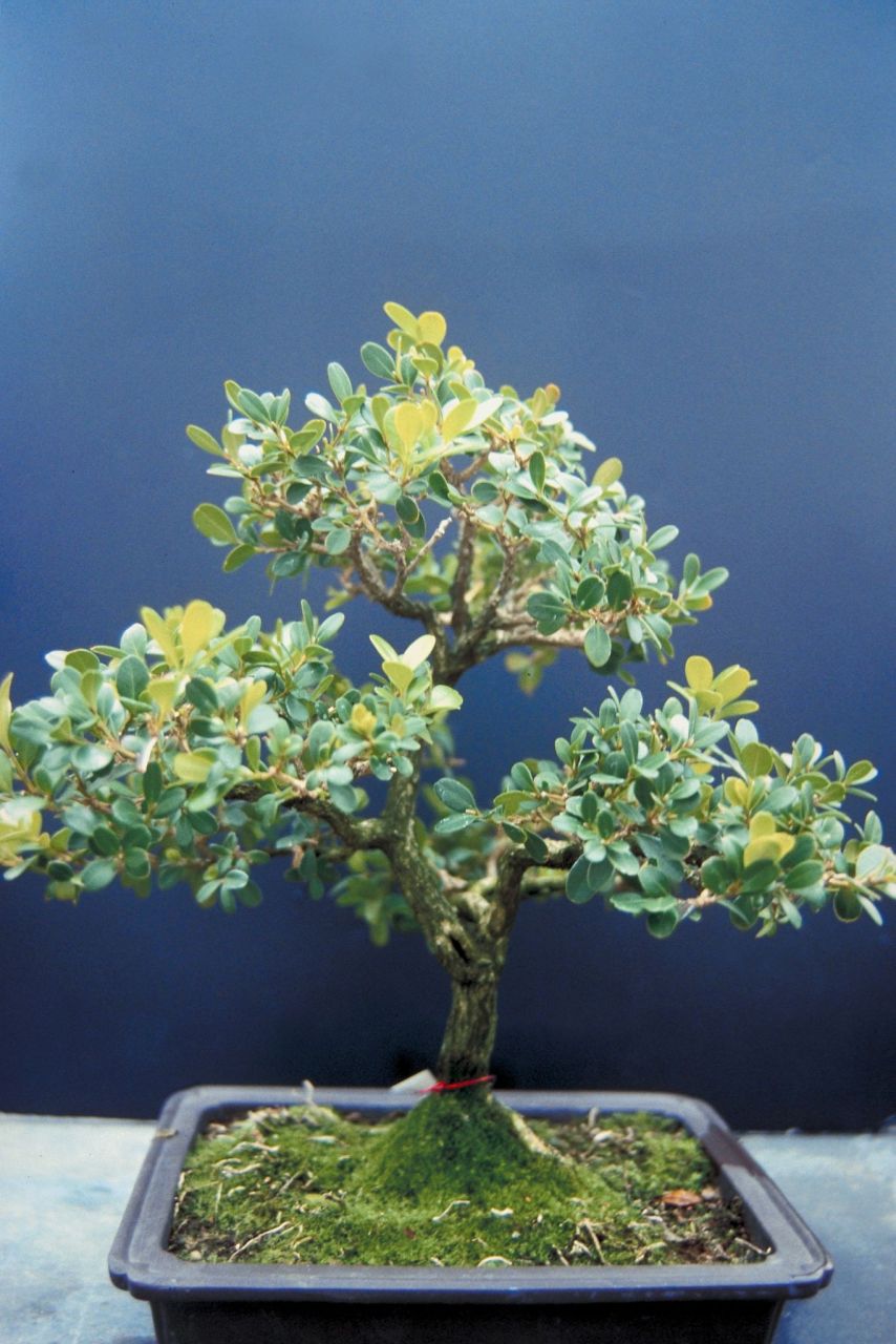 下面让我来为您介绍米兰花的养殖方法以及剪枝技巧.