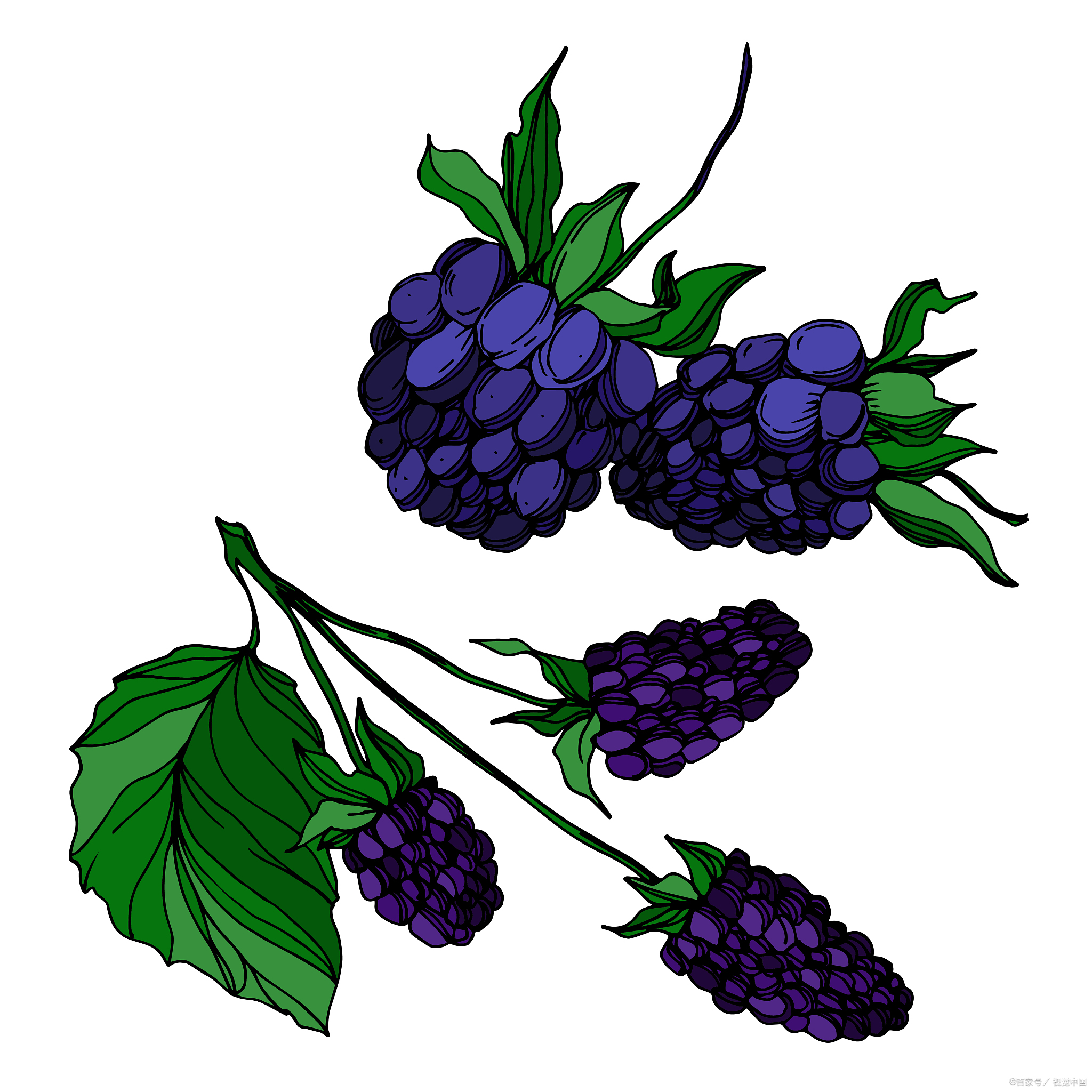 血糖偏高,能否继续享受甜蜜的桑葚?