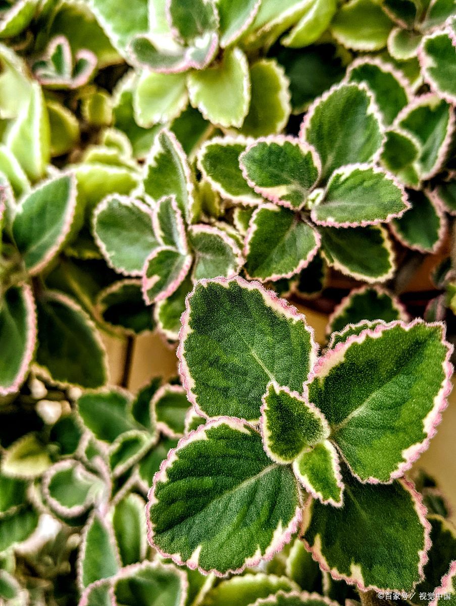 网纹草会开花吗图片