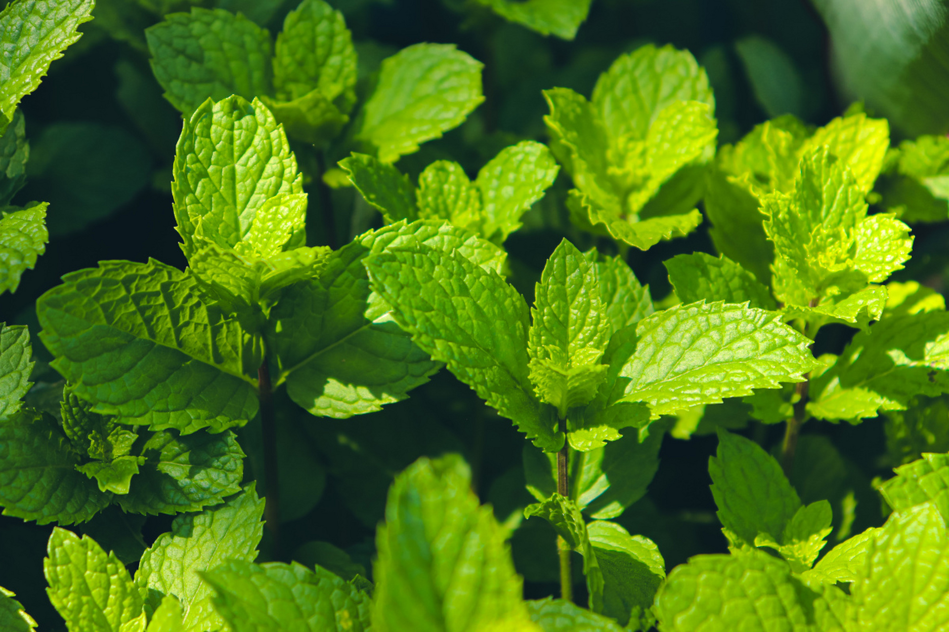 土壤选择:薄荷适合在肥沃,疏松,湿润且排水良好的土壤中生长.