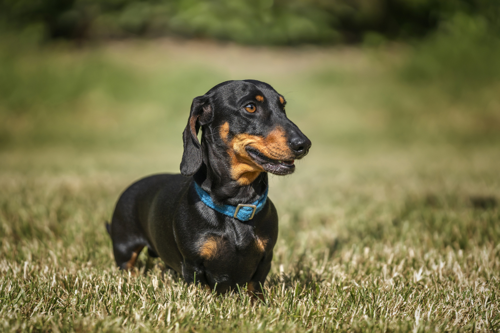 摘要:腊肠犬因其短小身形和独特外貌受喜爱,但饲养人数相对较少.