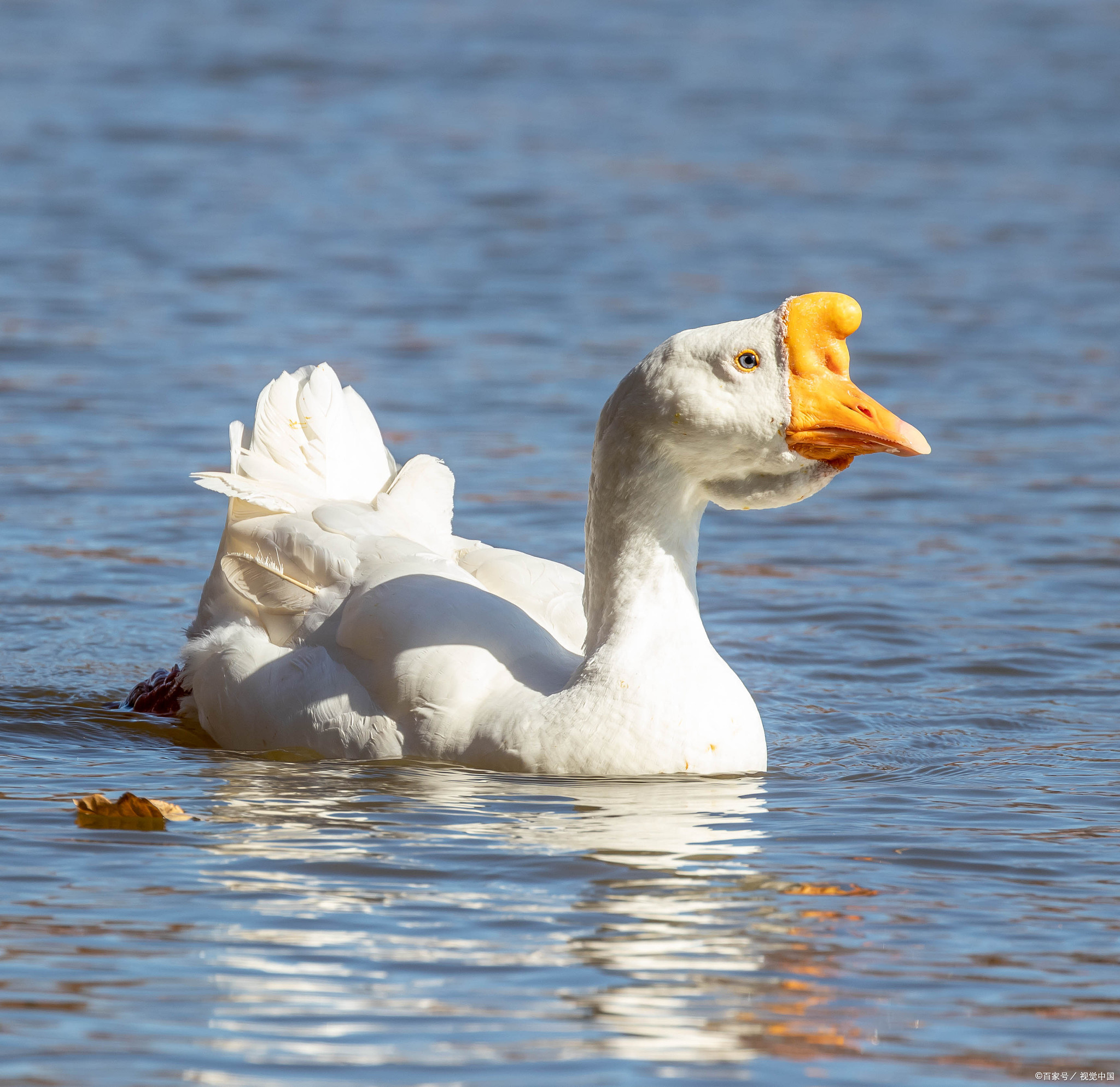 这一说法其实并不准确,甚至带有一定的误导性.