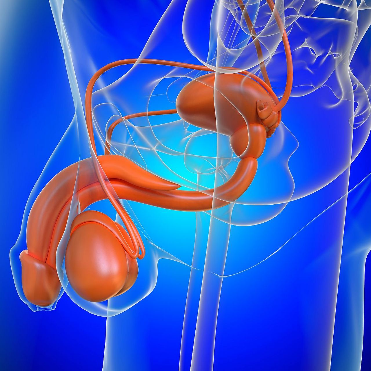 精索静脉曲张导致睾丸一高一低,原因何在?