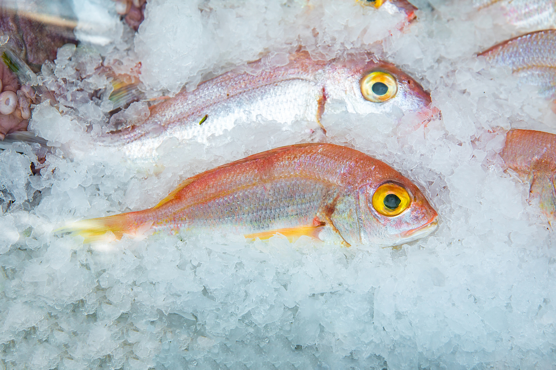 晶鱼是一种常见的鱼类,它的肉质细嫩,口感鲜美,非常适合用来做菜.