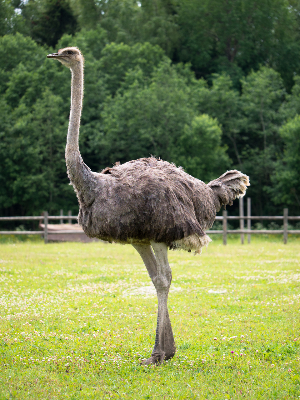 最近想买几只鸵鸟养,但是又考虑没有经验会失败,对鸵鸟的认知太少了
