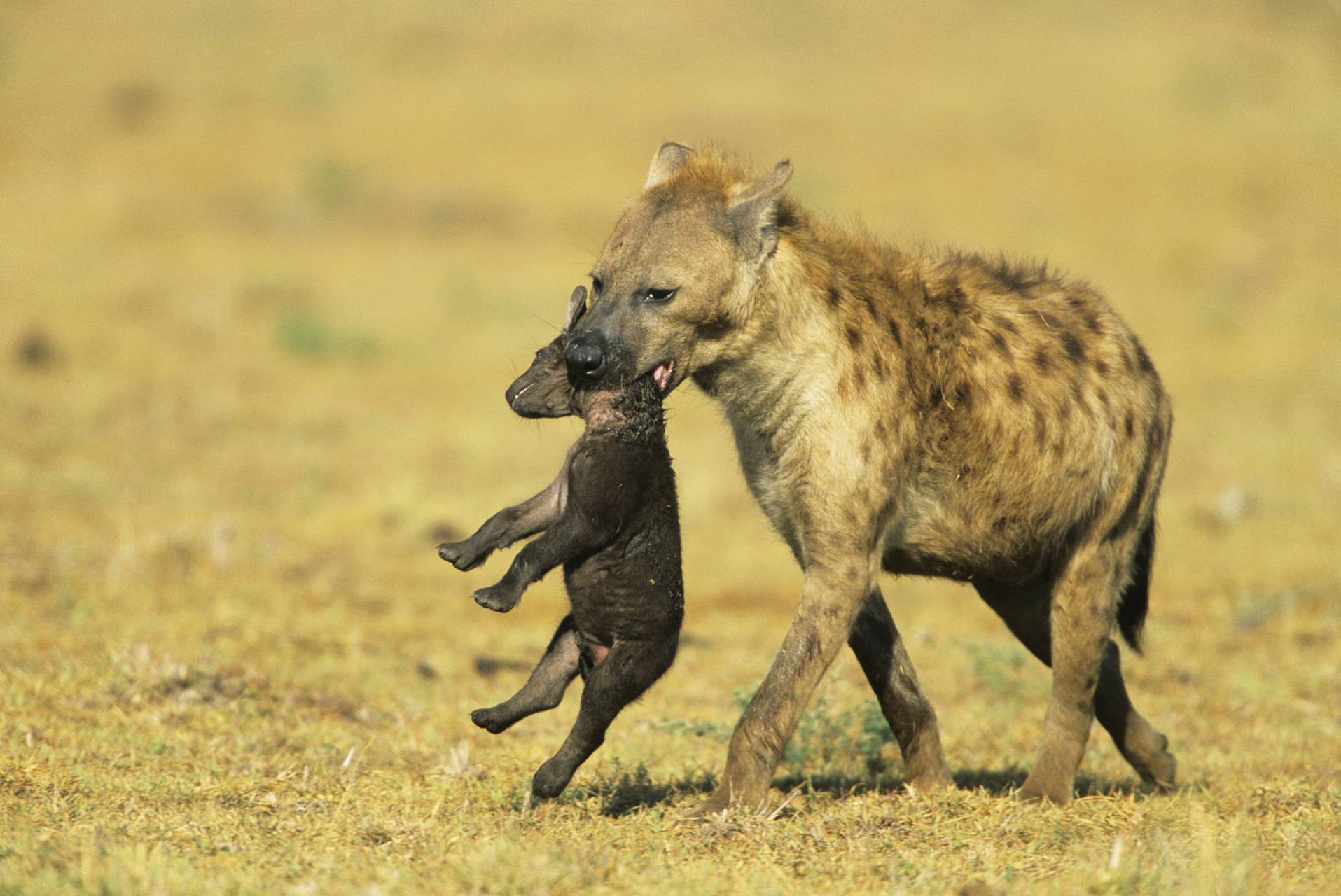 非洲二哥鬣狗,是非洲大草原上最成功的猎食动物之一,其群体狩猎和协作