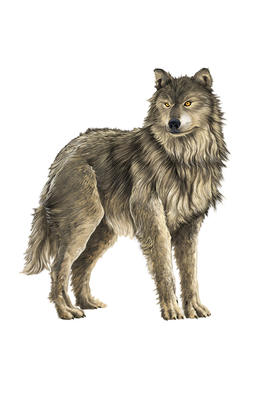 东北狼在碰到风险或是遭到侵害时,会将自身的小尾巴咬在口中,生物学家
