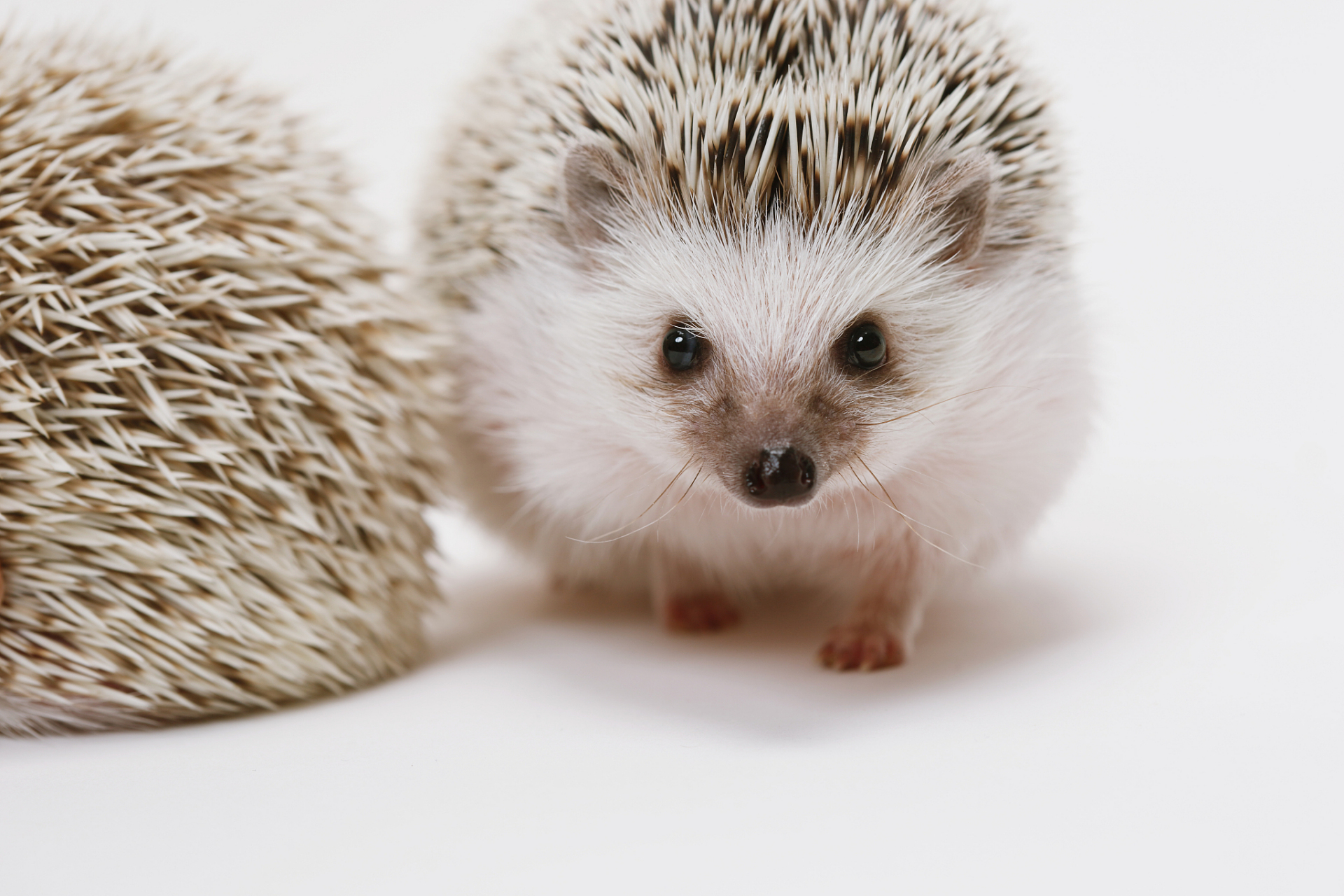 刺猬是一种可爱的动物,身上的刺虽然看起来吓人,但实际上非常柔软.