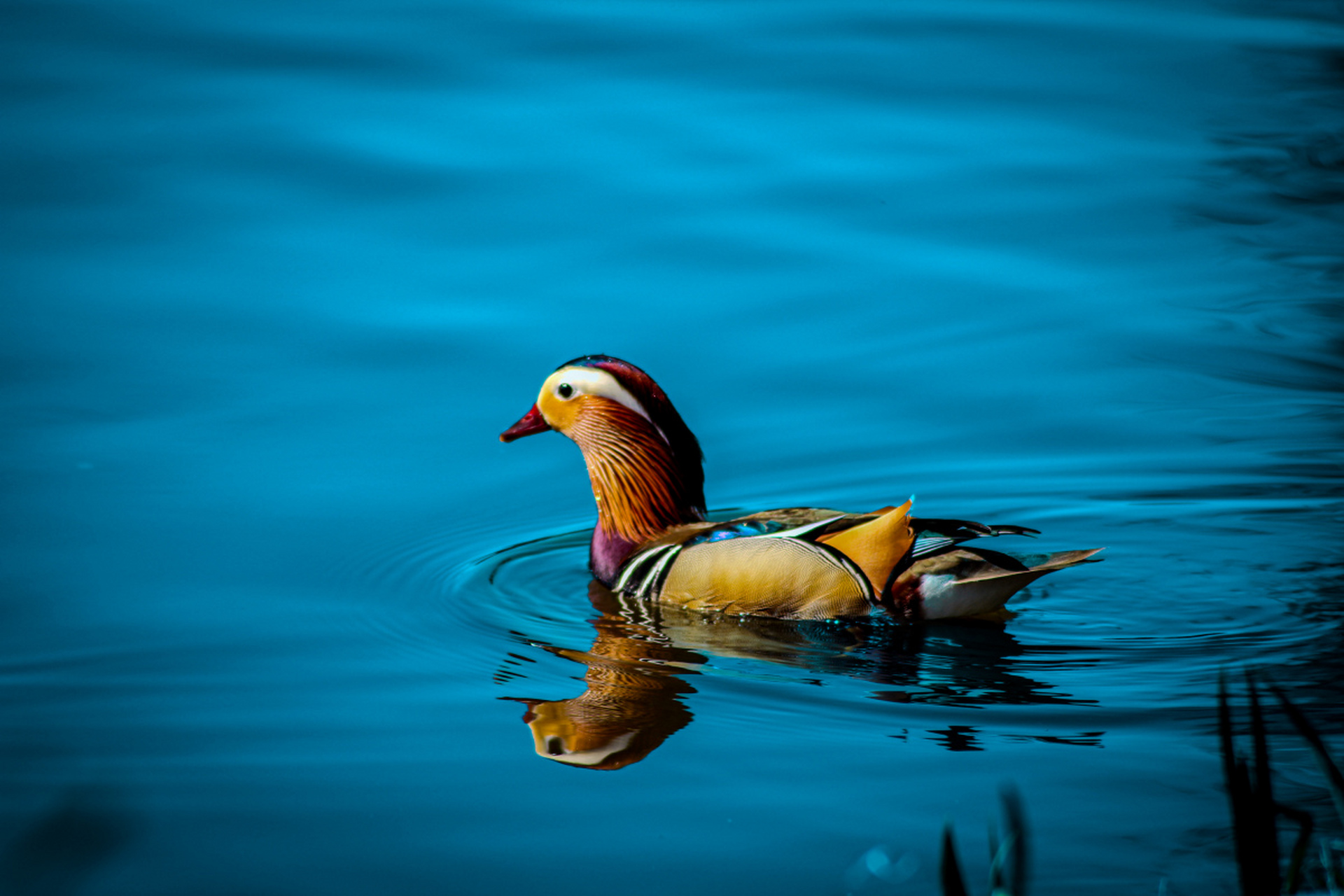 鸳鸯适应环境能力强,但繁殖慢,环境变化如气候变暖对其繁殖和生存能力