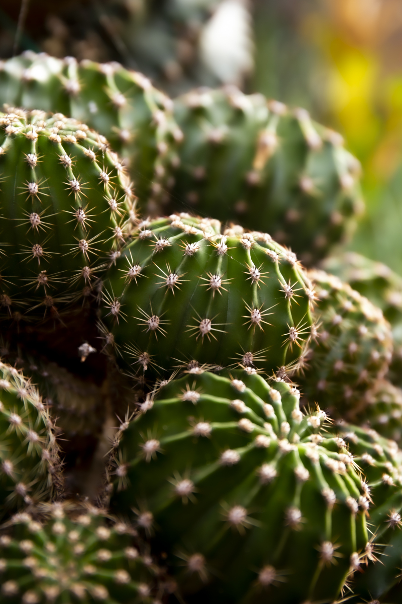 仙人掌图片大全