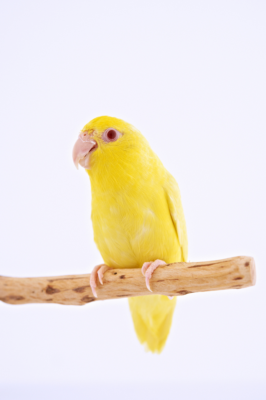 玄凤鹦鹉(鸡尾鹦鹉)拥有多种不同的品种,价格因品种和品相而异.