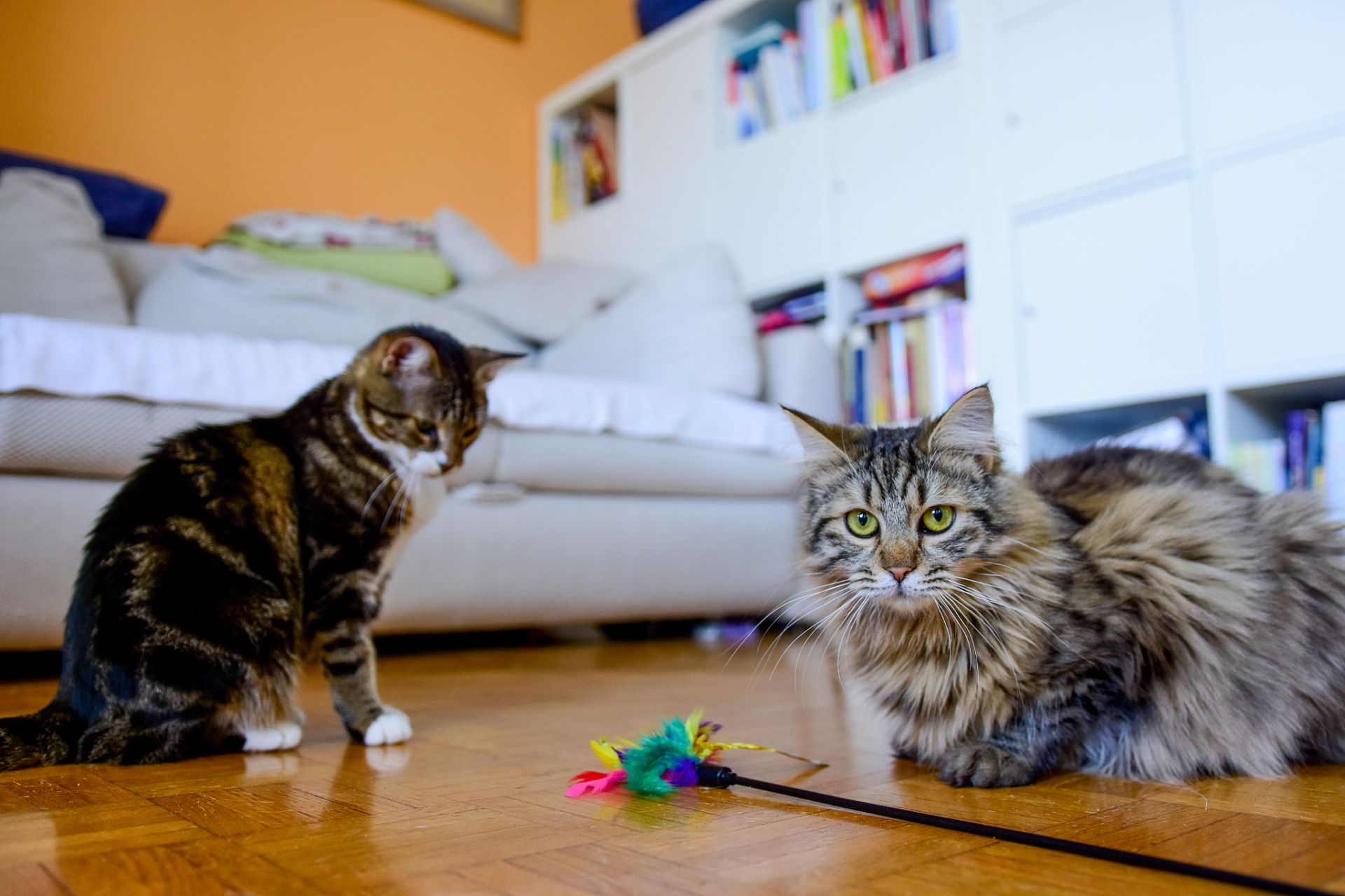 你的创作百宝箱#猫咪性情温顺,一般不会咬人,那猫咪咬人手是什么意思