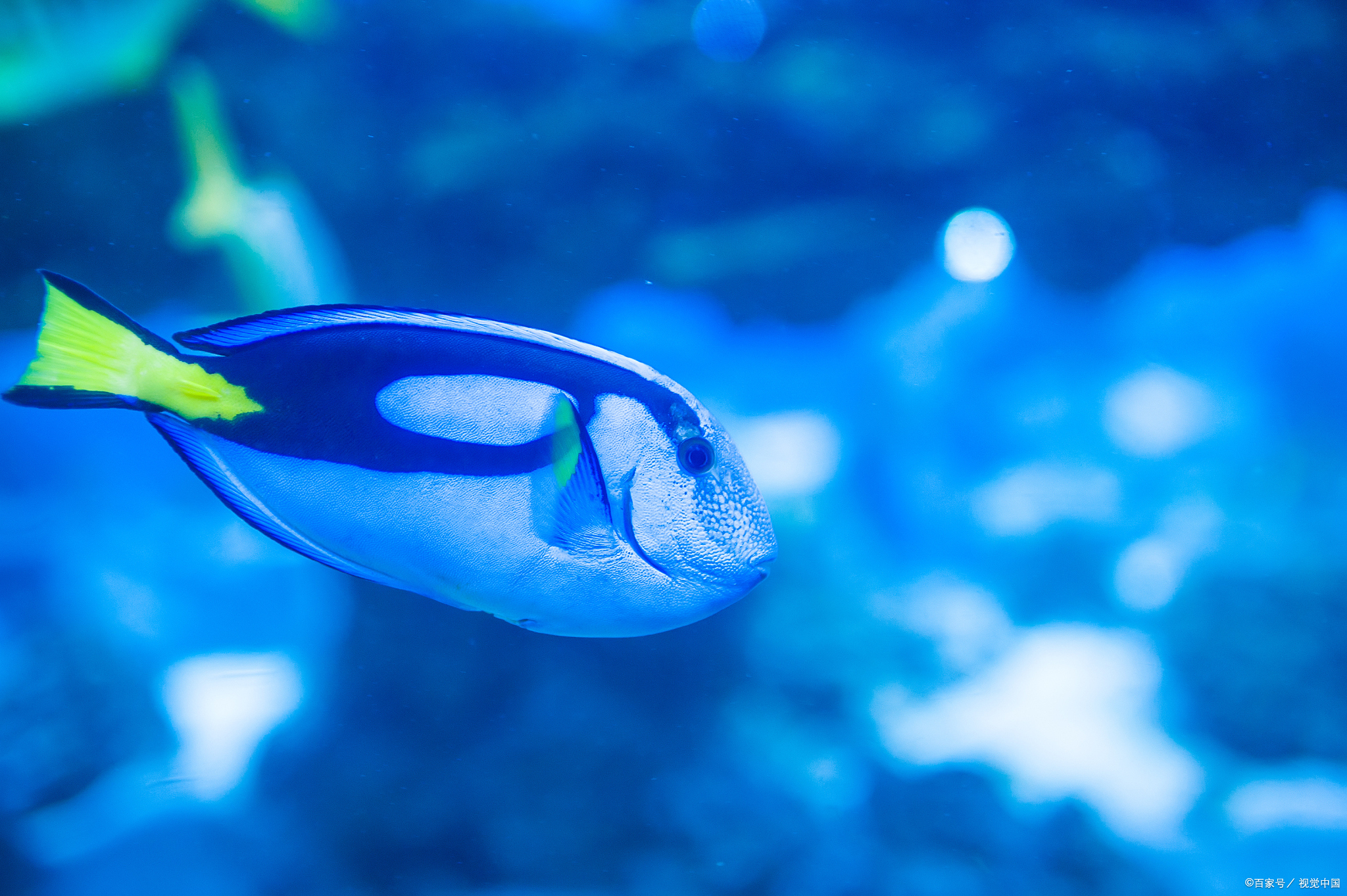 蓝吊和小丑鱼可以一起养吗?