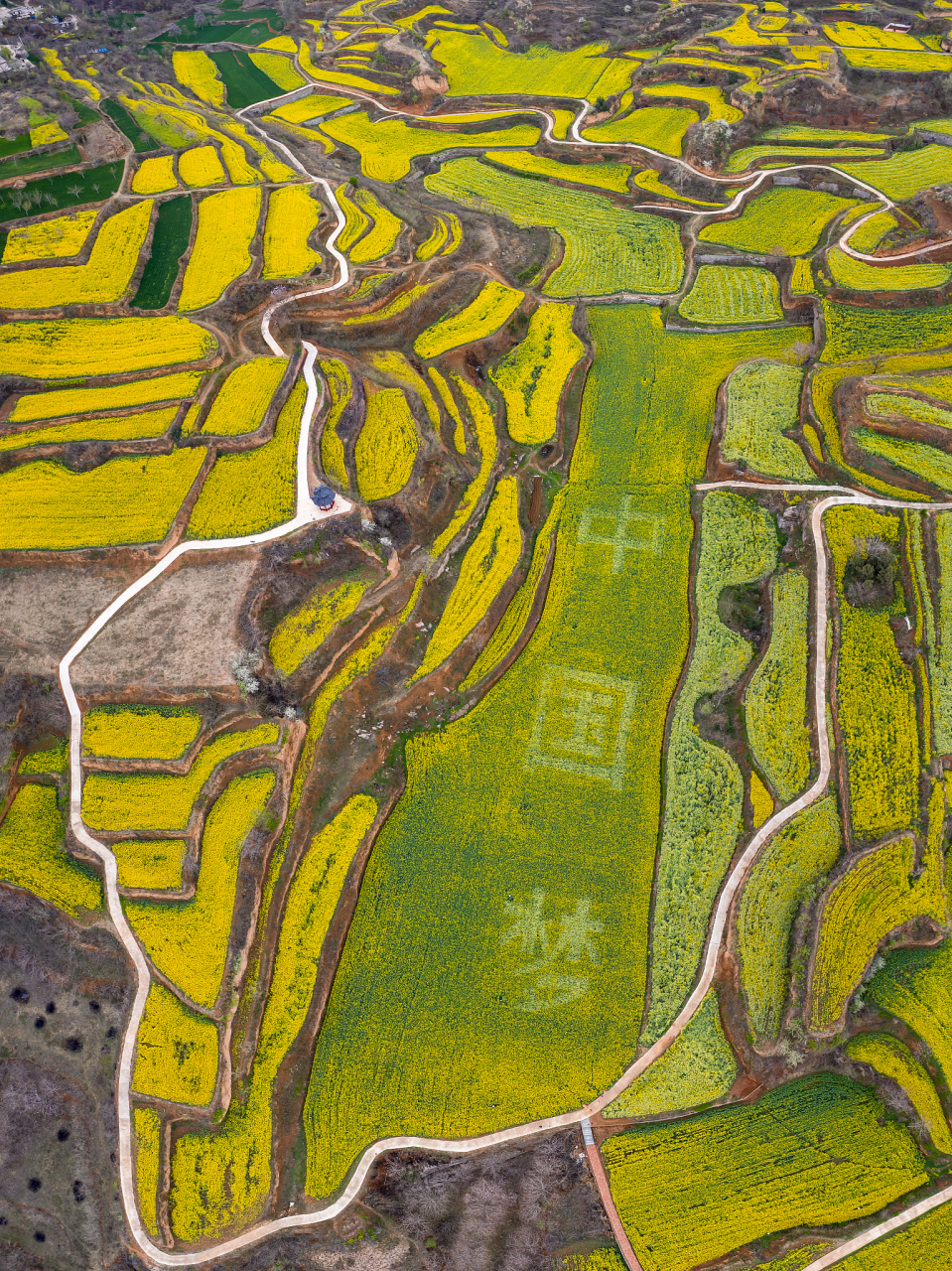 面积:油菜花田共147亩,其中七彩油菜花田约10亩.