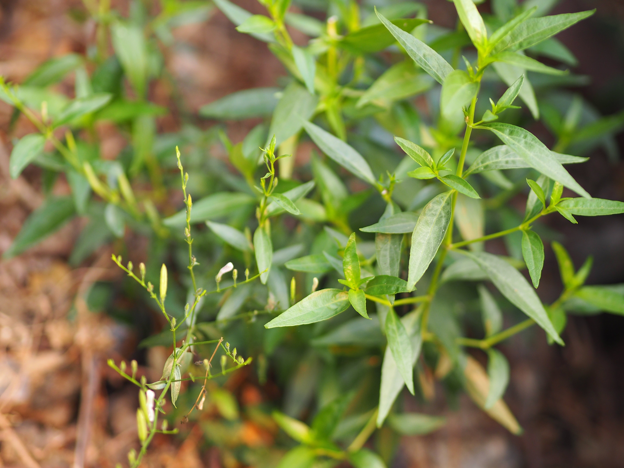 细细的心语# 人生总是用苦的经验,改变着最初的心灵