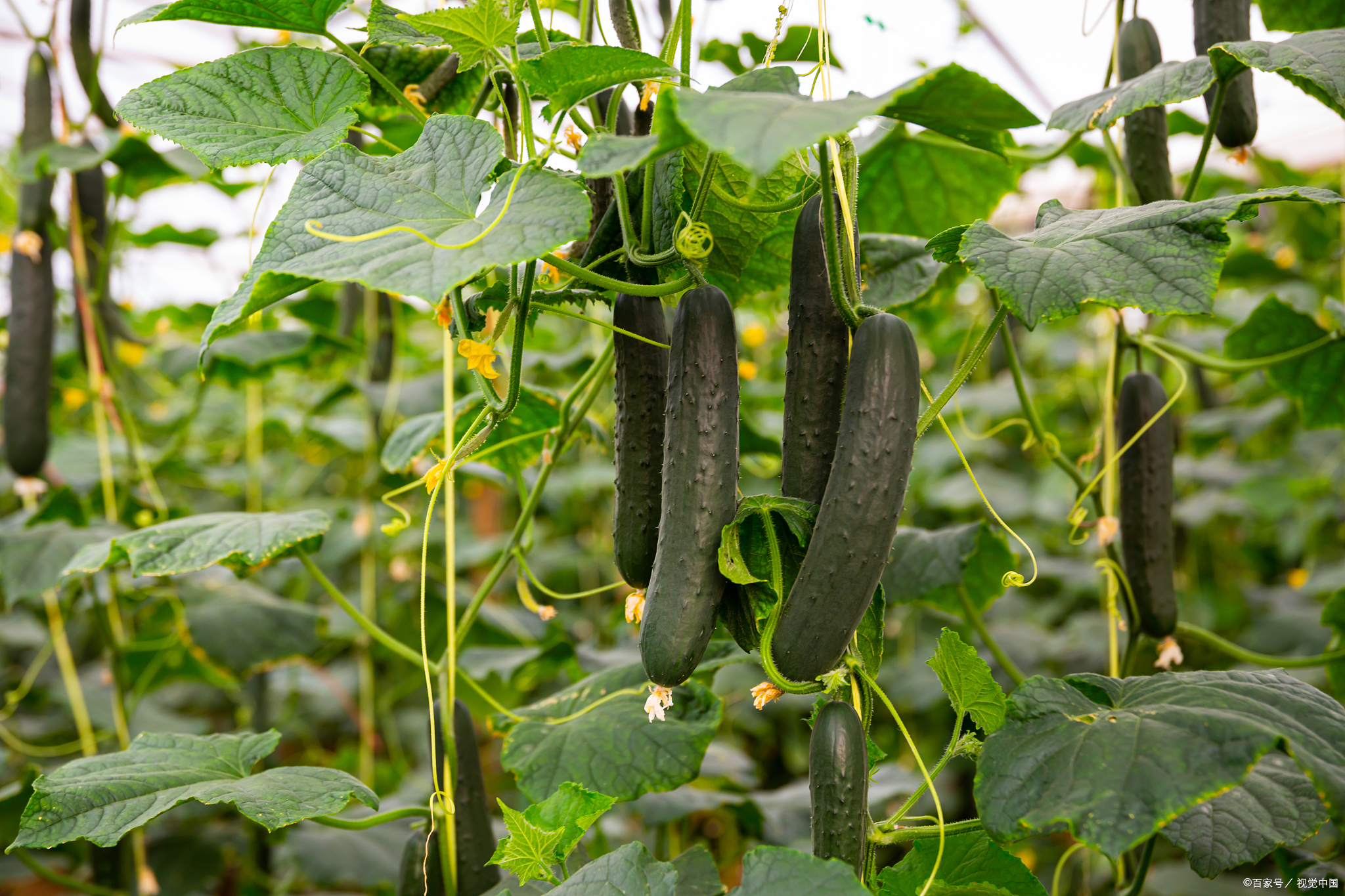 夏日最解暑的蔬菜——黄瓜篇
