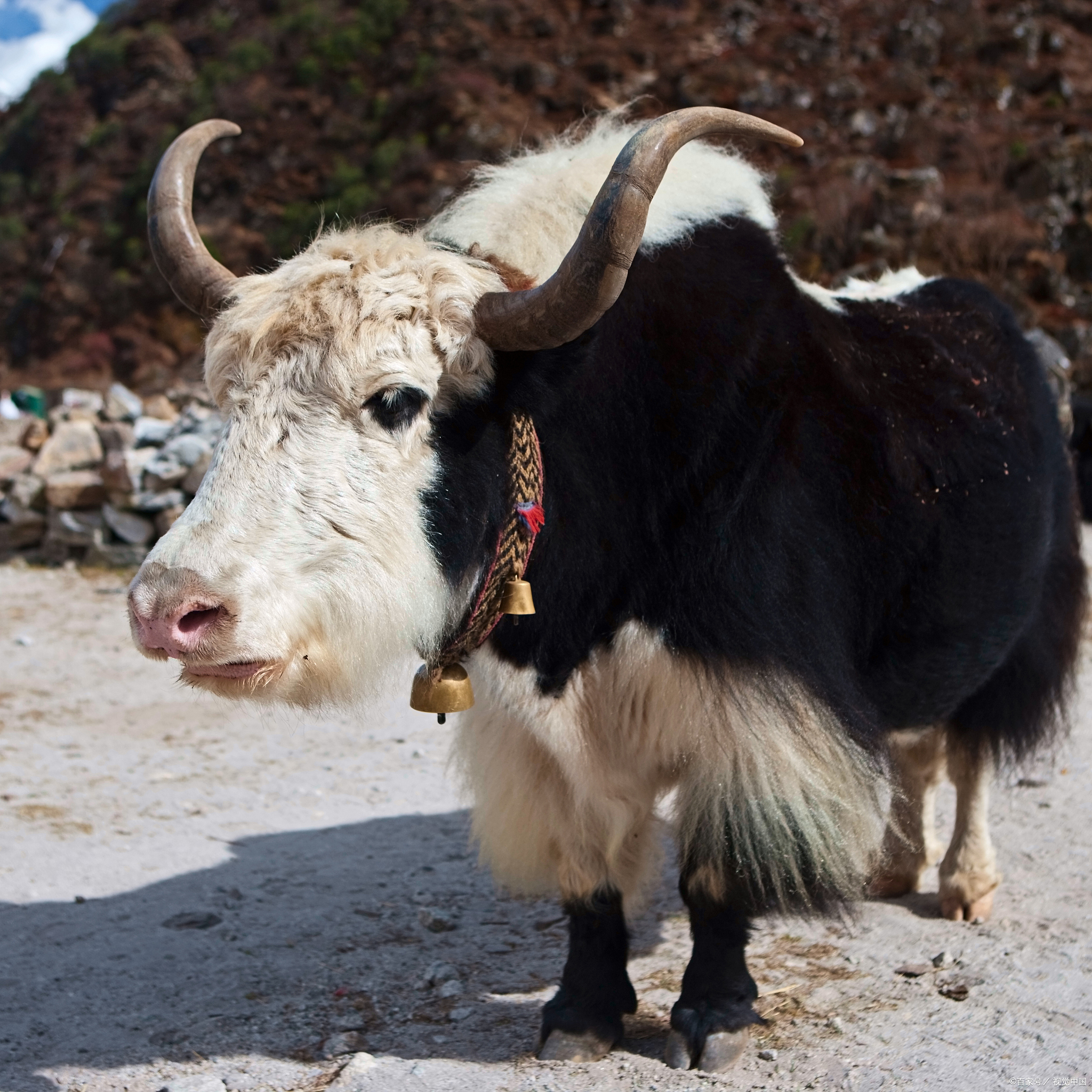 正宗天然西藏牦牛角手串,男士高档文玩佳品,男女皆可