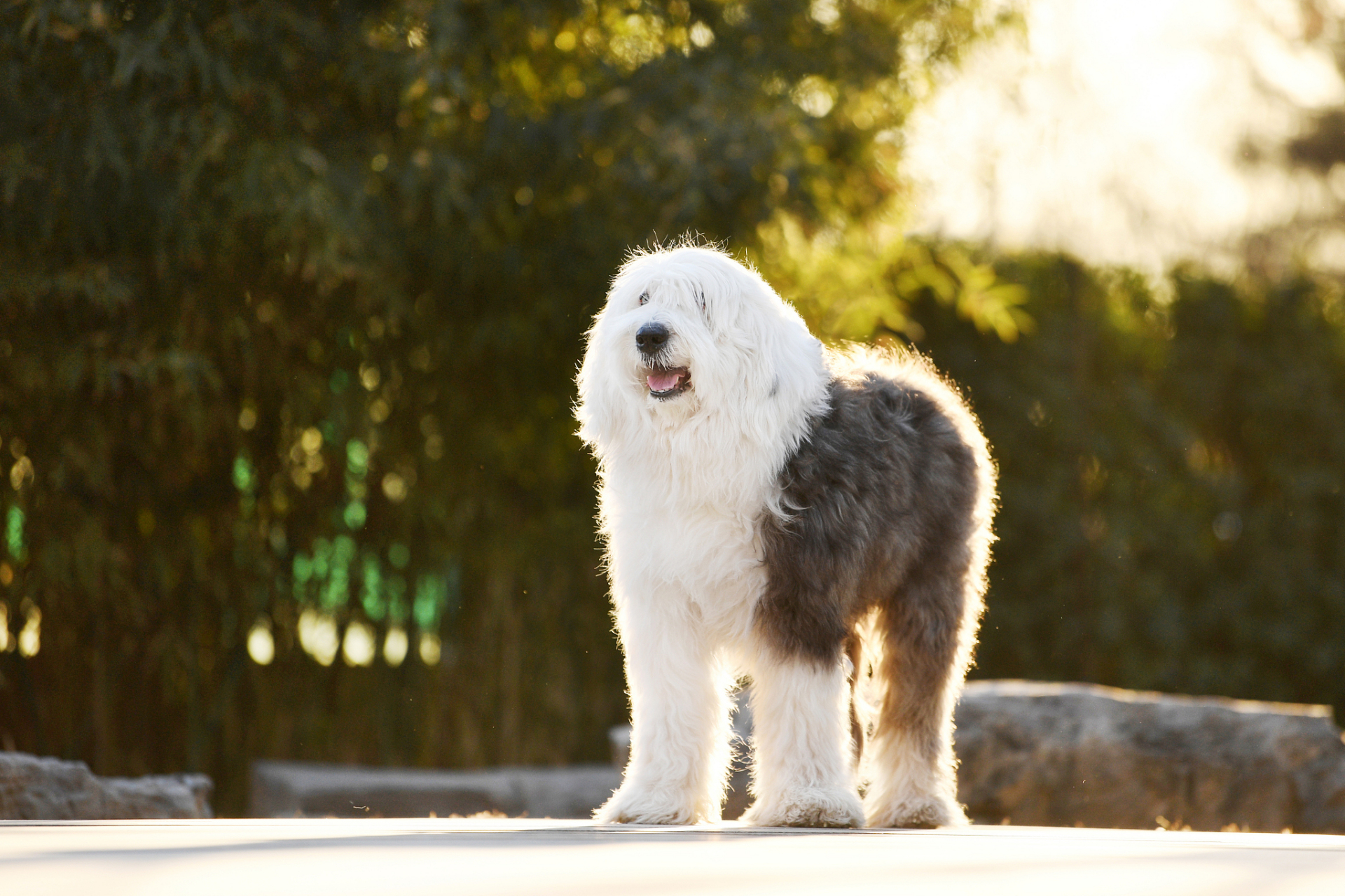 古牧犬图片壁纸图片