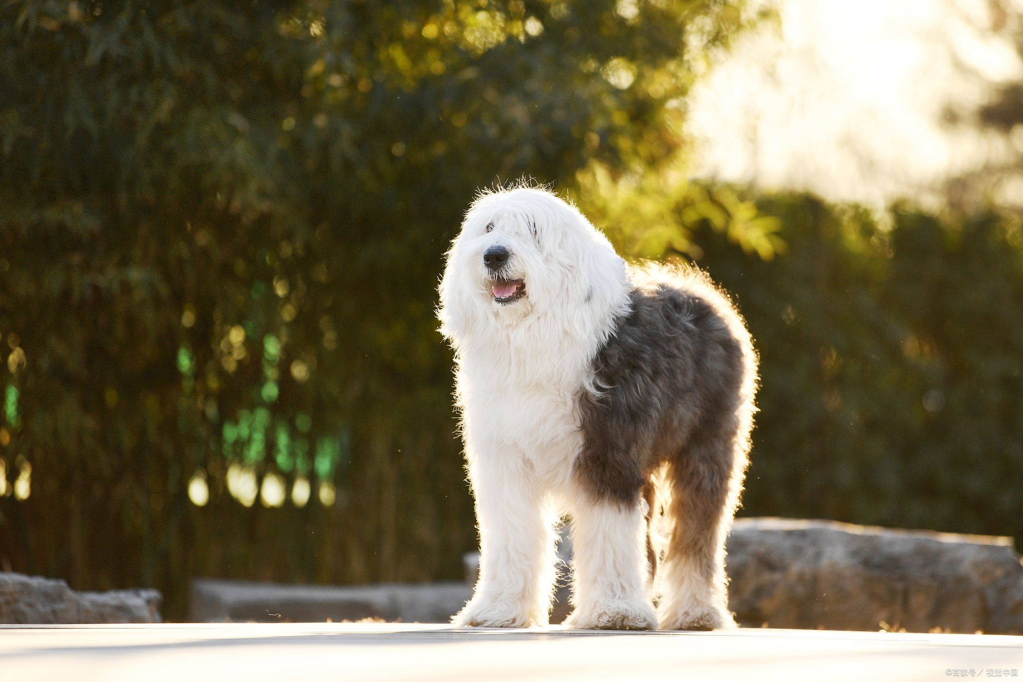 古代牧羊犬图片及价格(古代牧羊犬优缺点)