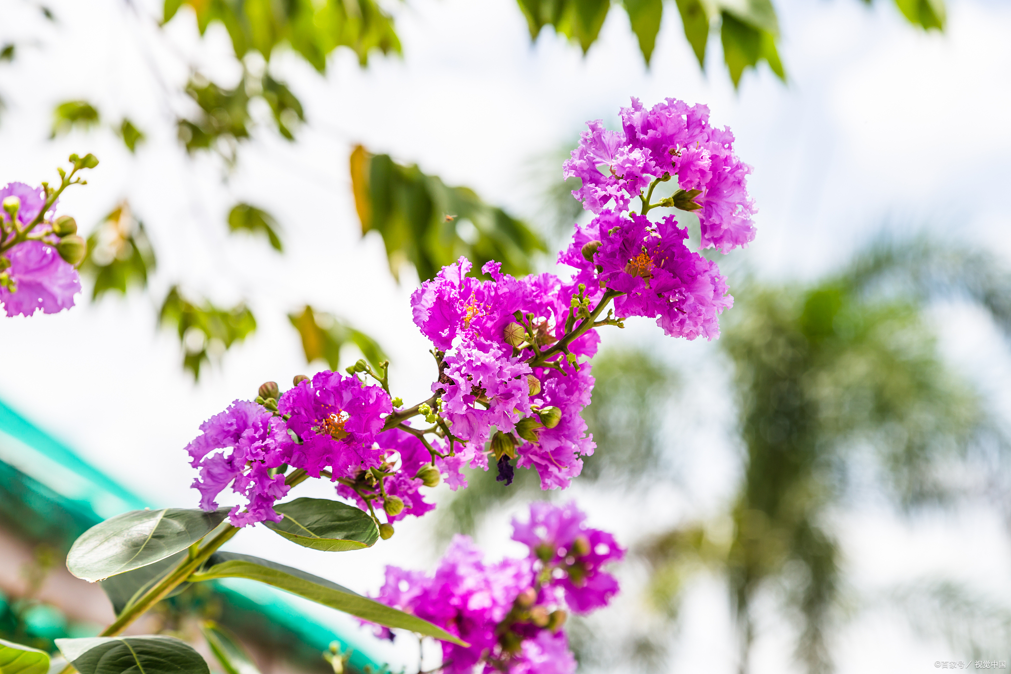 "最美的花之一"——紫薇花:花色艳丽,花姿优美,花期长久