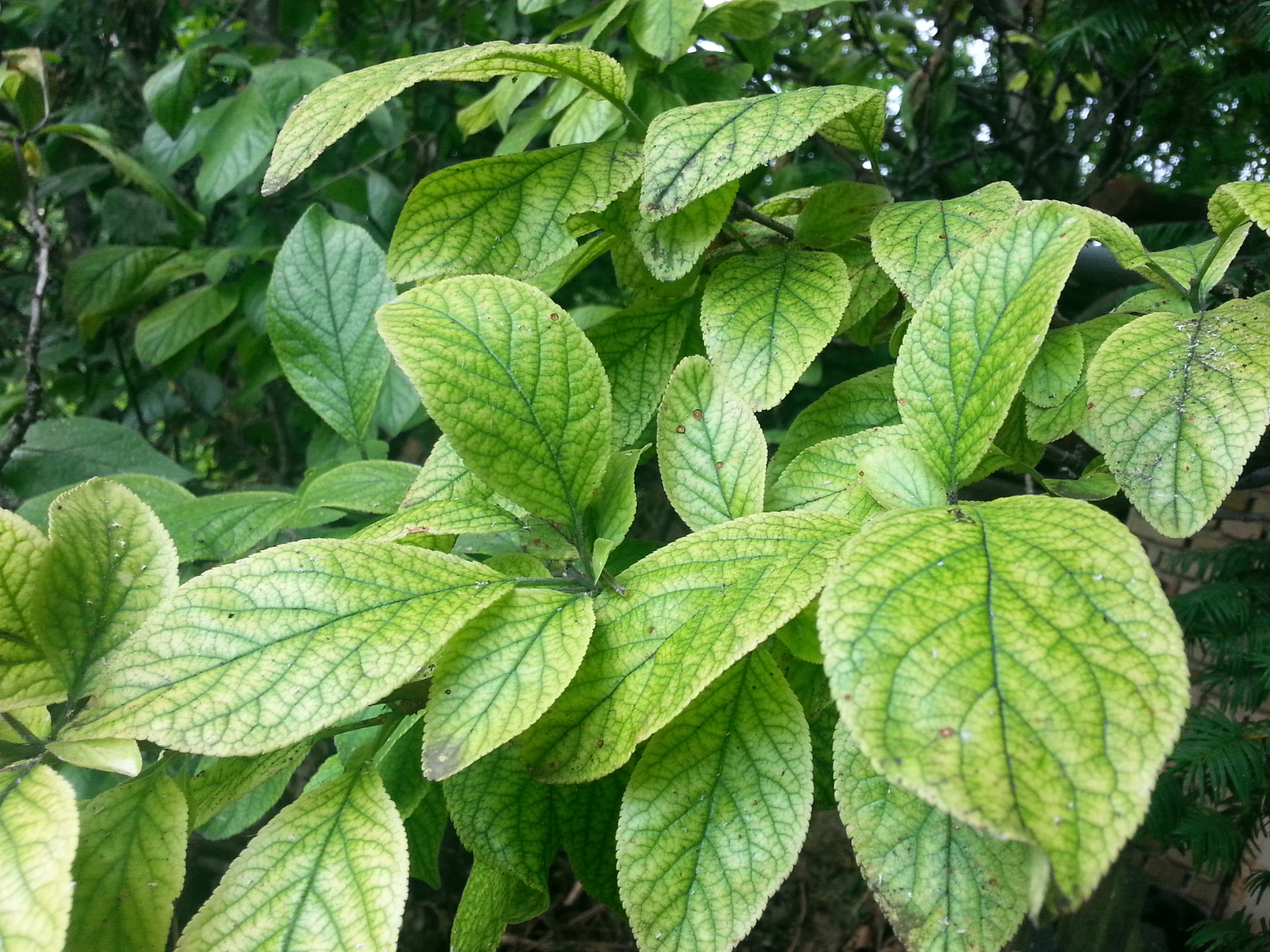 番泻叶 番泻叶又名:泻叶,泡竹叶,旃那叶.