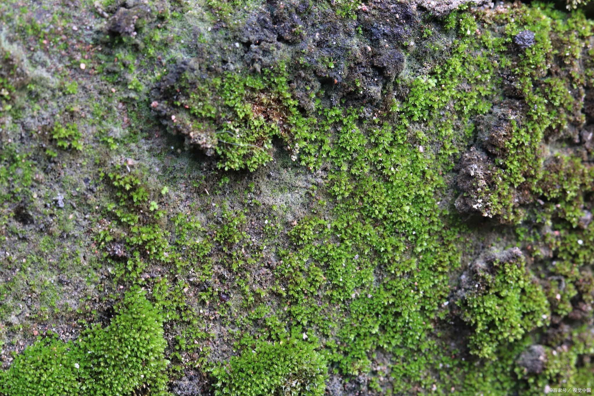 探秘地钱:苔藓还是藓类?揭开生命之谜