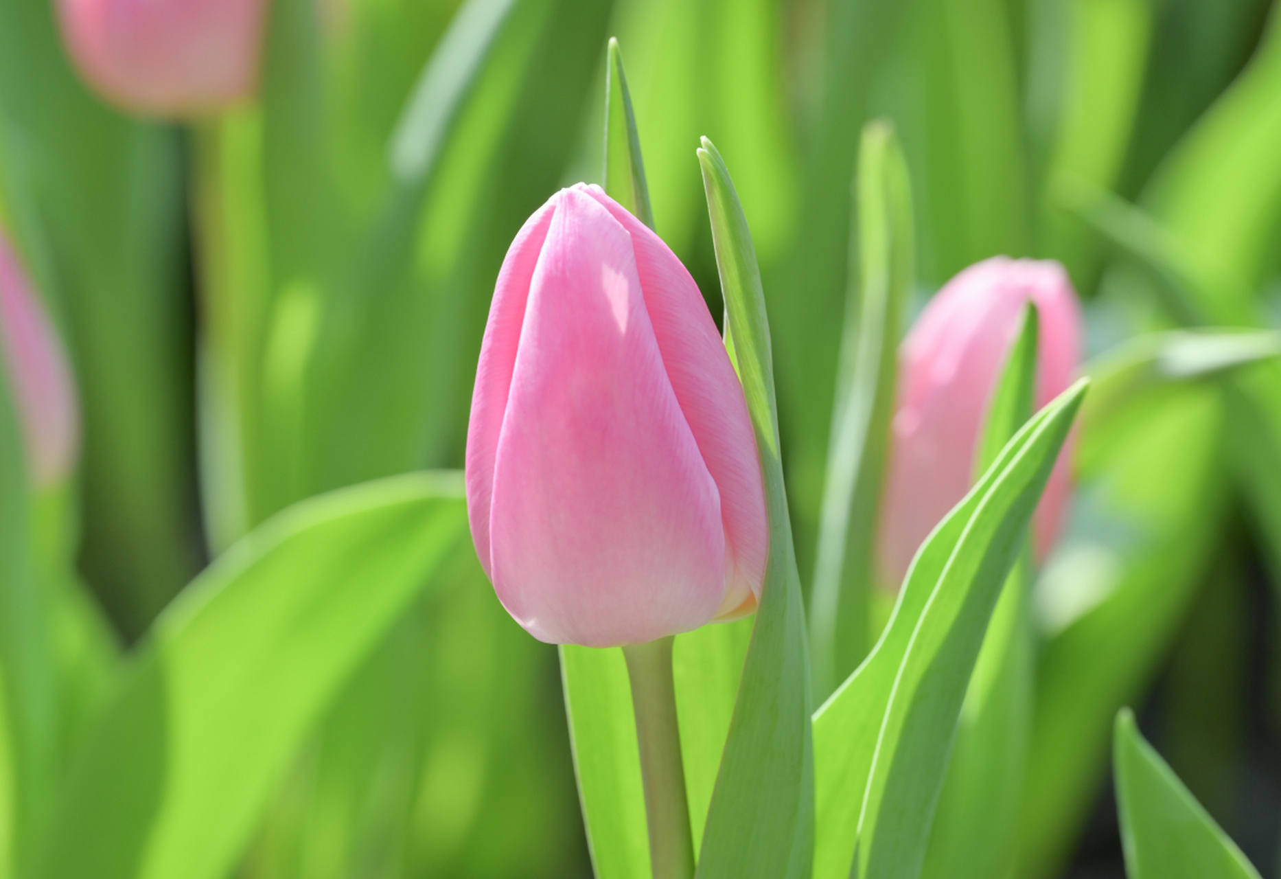 粉色郁金香花语真实图片