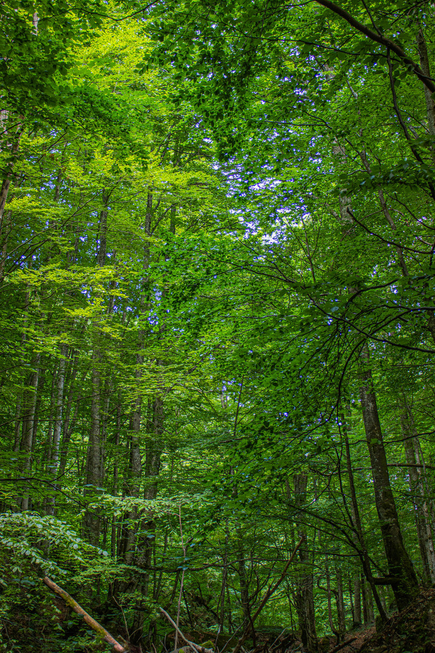 森林以它那浩瀚无垠的姿态,铺展着大自然最为壮丽的绿色画卷