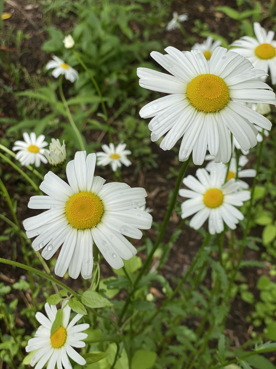 白晶菊是多年生植物么?