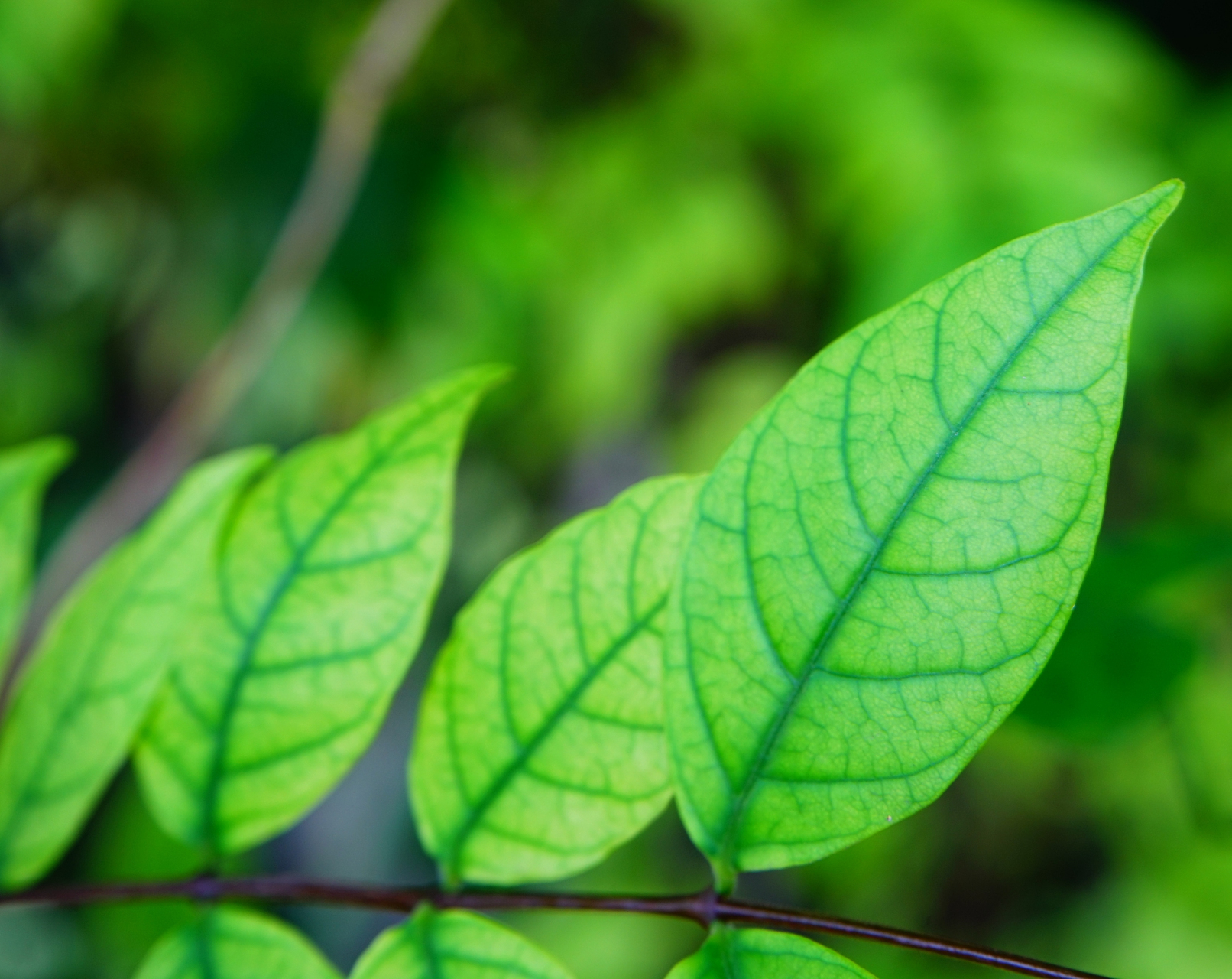 翠绿的树叶不停摇曳 青山依旧耸立不倒 大地孕育着万物生灵 岁月悄然
