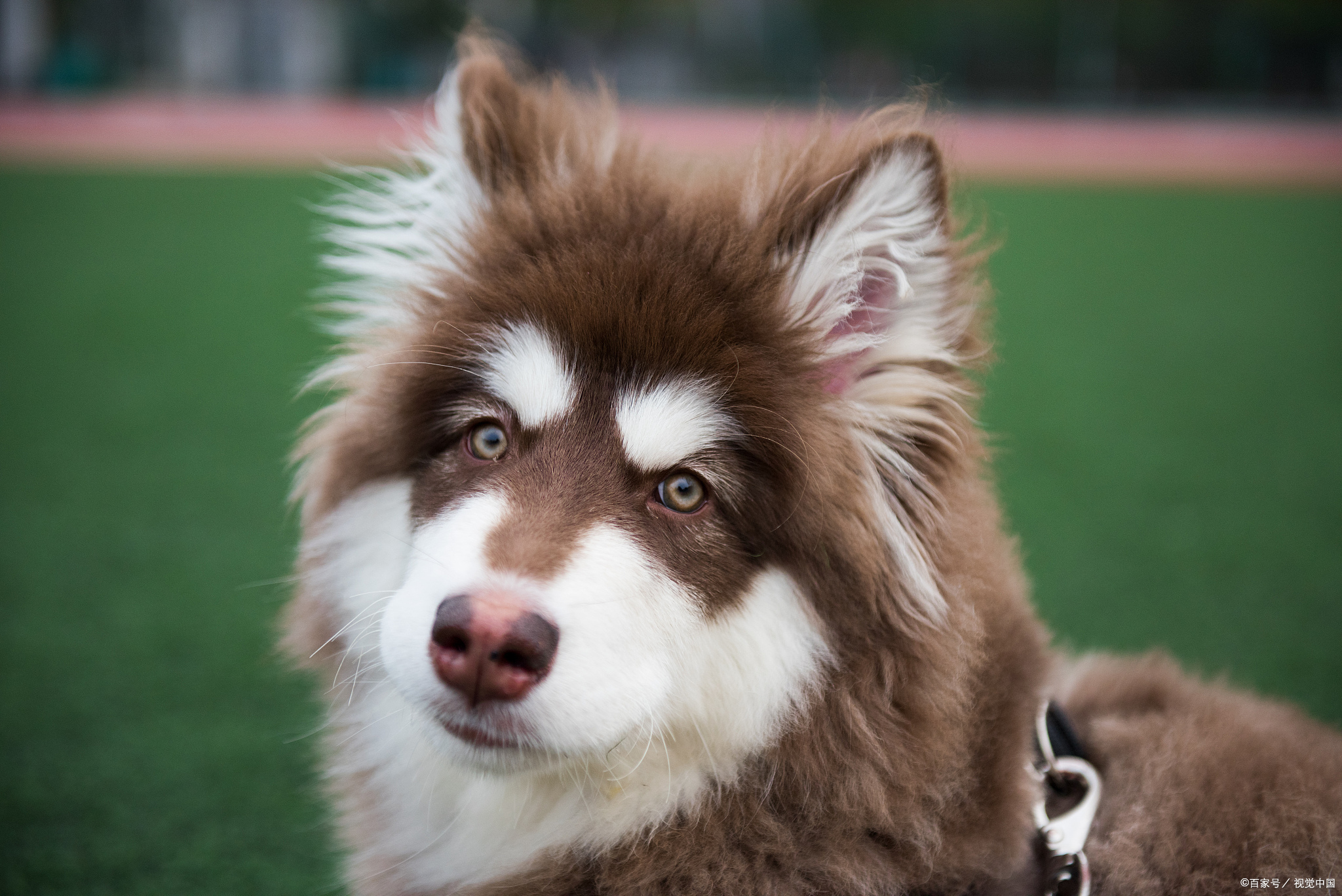 阿拉斯加一般人养得起吗?是雪域骄子的梦还是普通人温馨家的选择