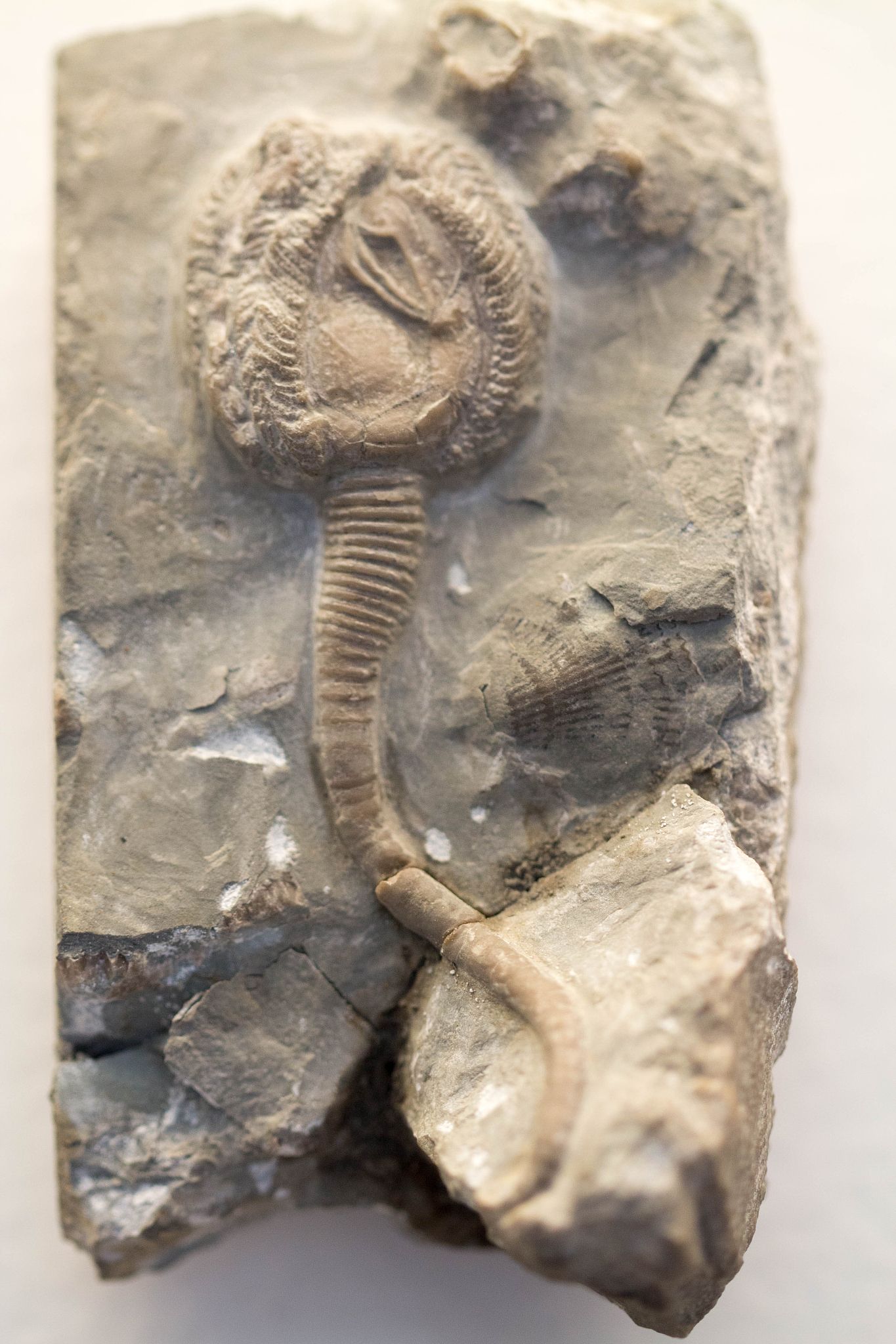 就在上周,一个5岁的小男孩竟然发现了5亿年前的古生物化石!