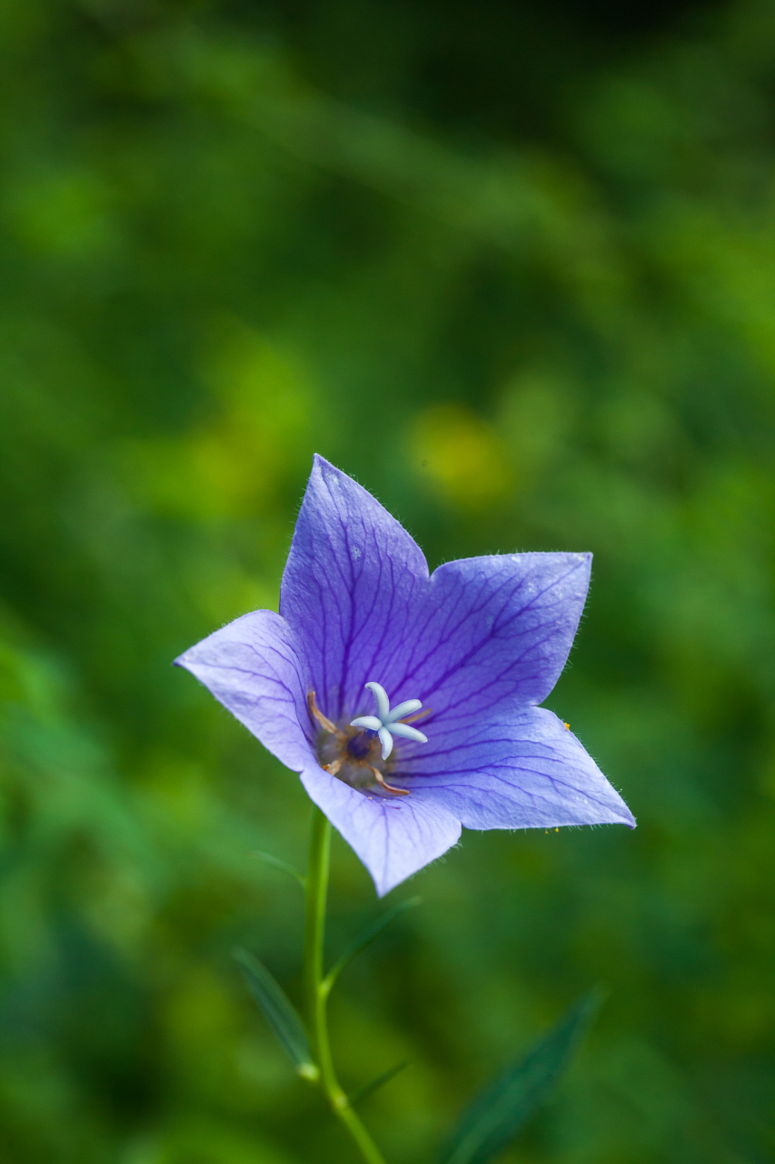 桔梗花,千年花海中的浪漫传说,以其淡雅花香和优雅姿态,独具一格.