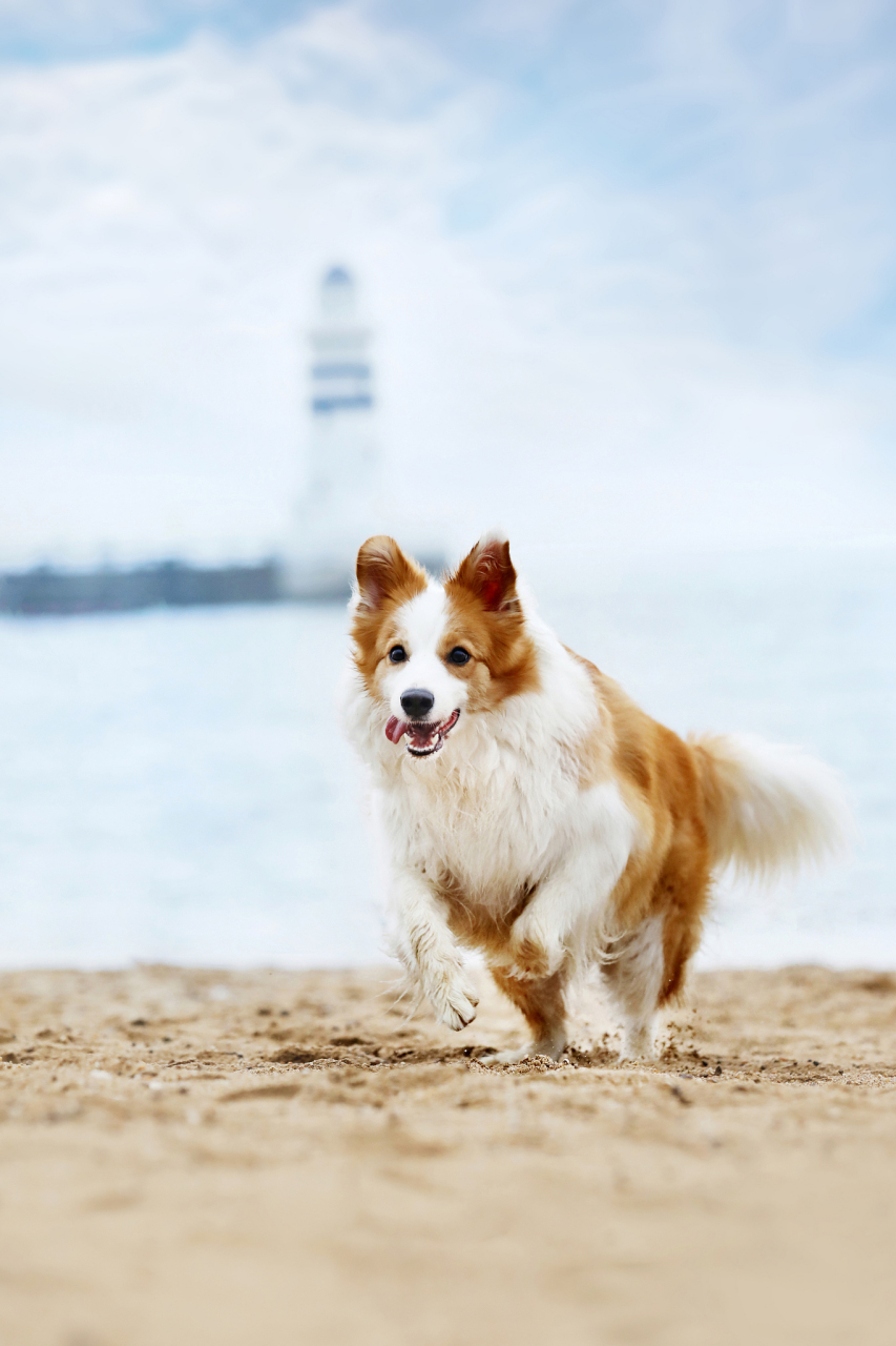 金色边牧并不是串狗,它是边境牧羊犬的一种颜色变异品种.