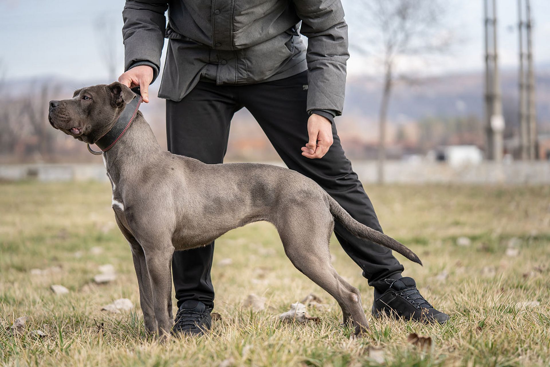 比特犬电脑壁纸图片