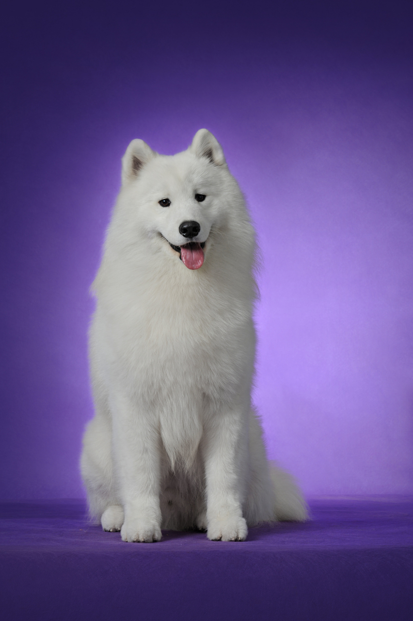 萨摩耶犬有着非常引人注目的外表,体格强健却不惹麻烦:雪白的皮毛