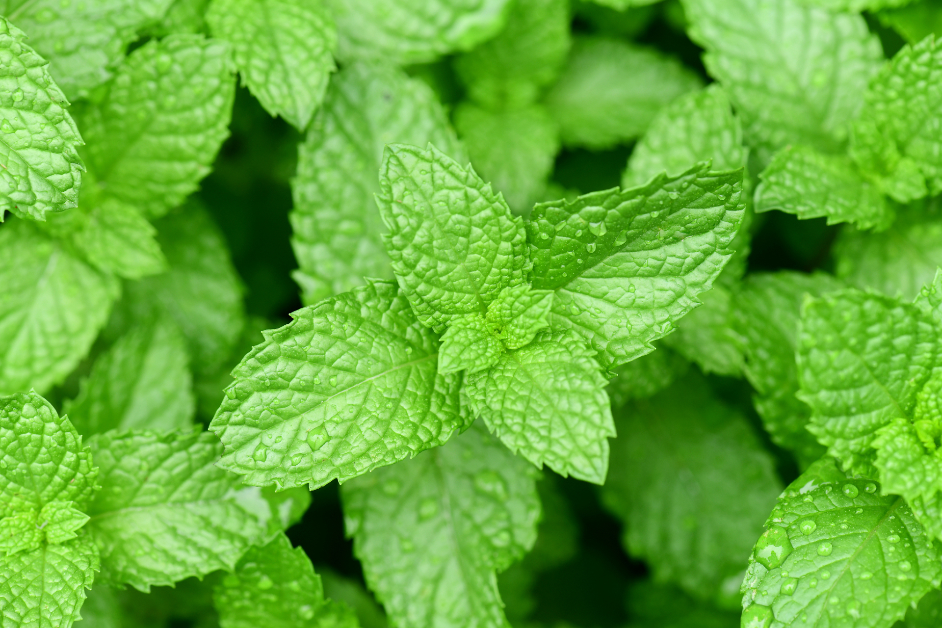 房子装修好了,卫生间放这几种绿植,吸臭气,除甲醛