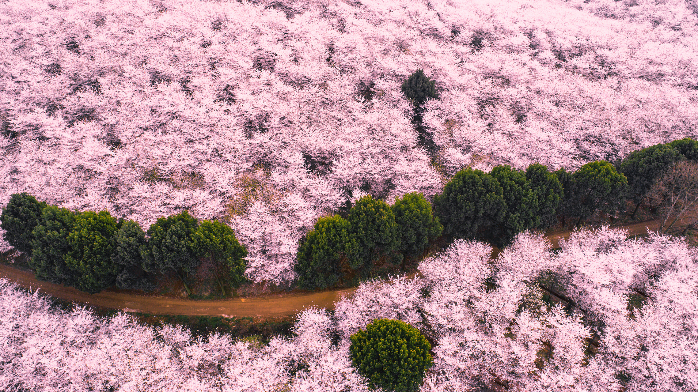 宜宾樱花基地图片