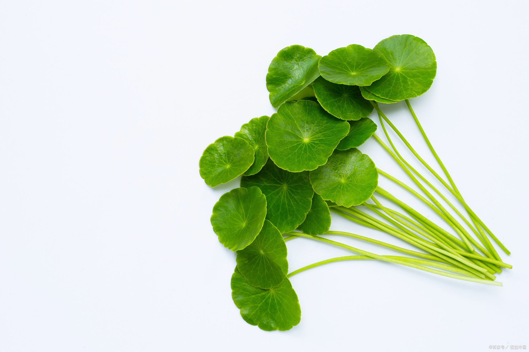 积雪草:生活中的4大用途,遇见可别错过!